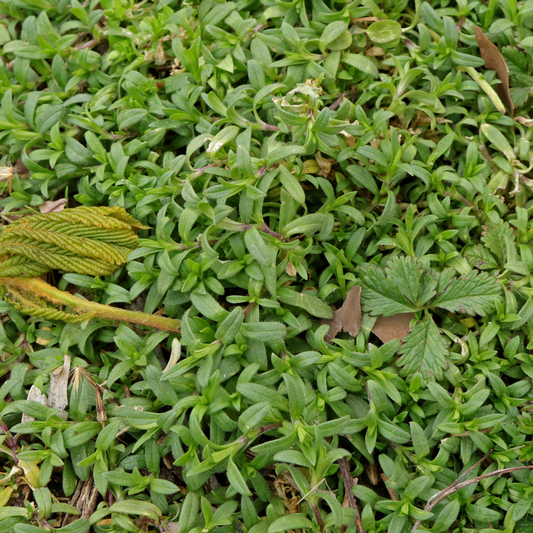 Cerastium arvense ssp arvense