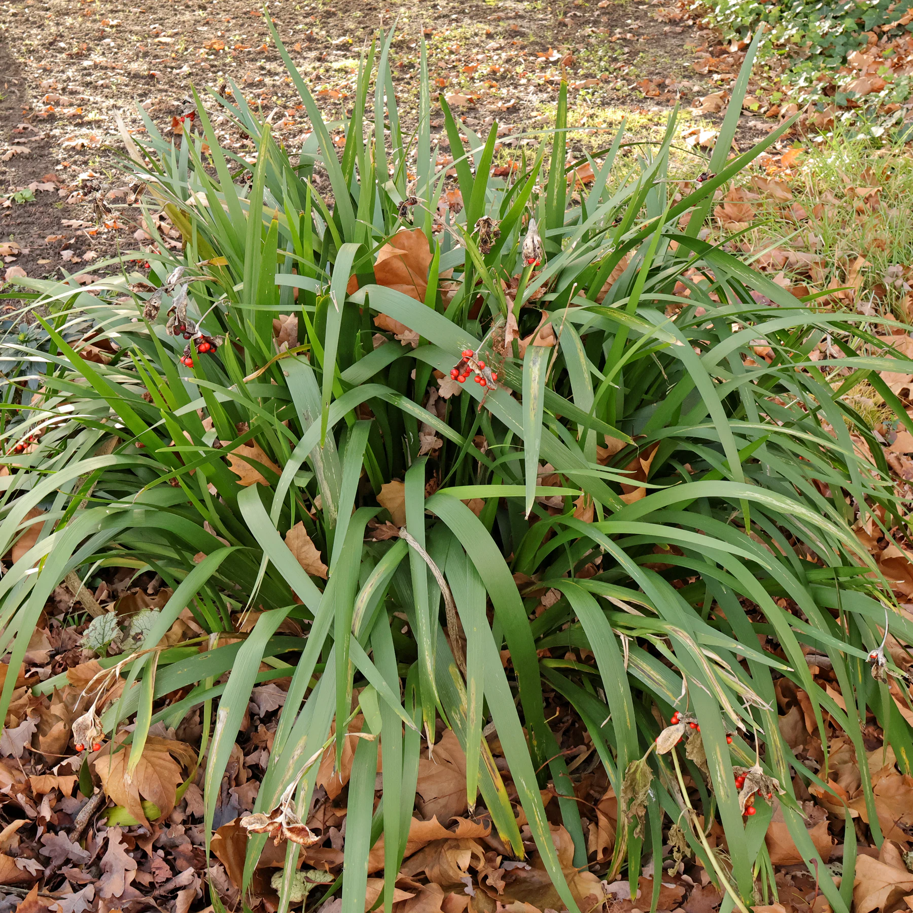 Iris foetidissima