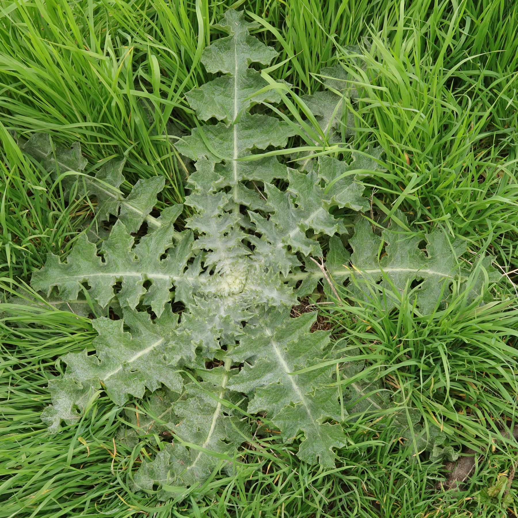 Eselsdistel Blätter