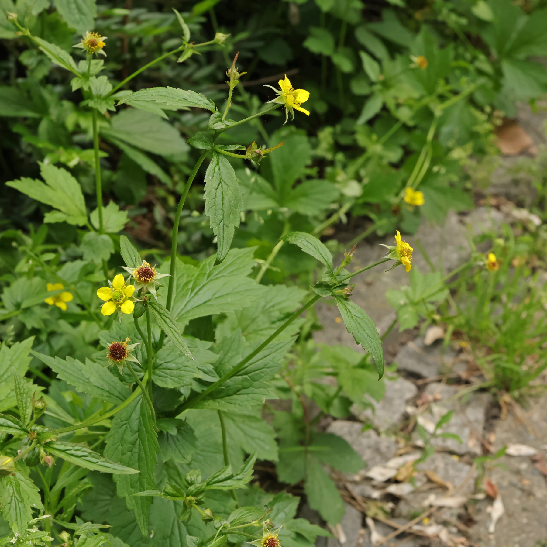 Echte Nelkenwurz Geum urbanum