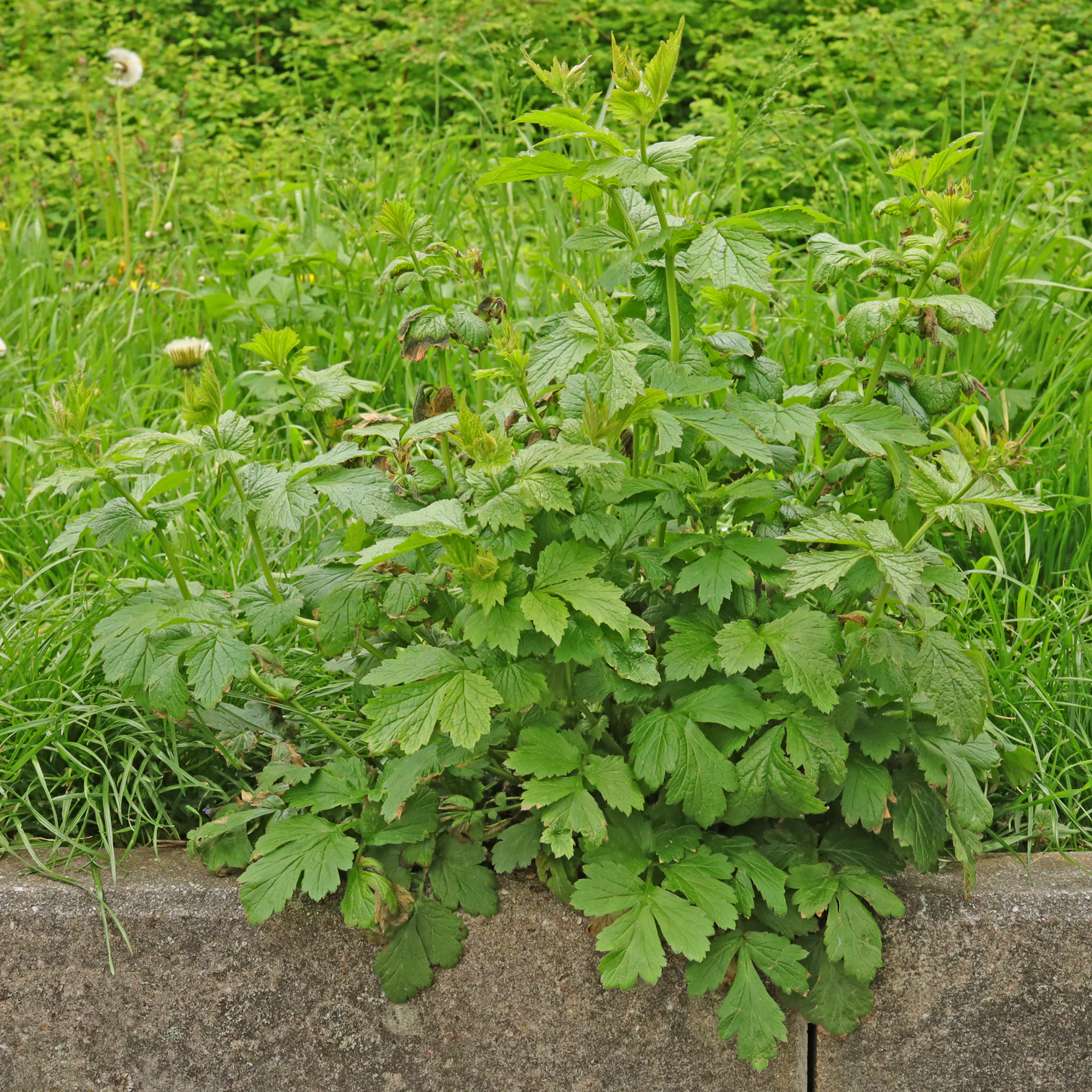 Nelkenwurz Habitus im April