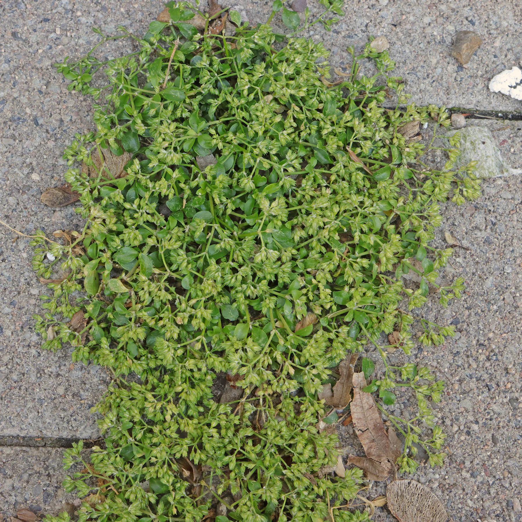 Polycarpon tetraphyllum Vierblättriges Nagelkraut