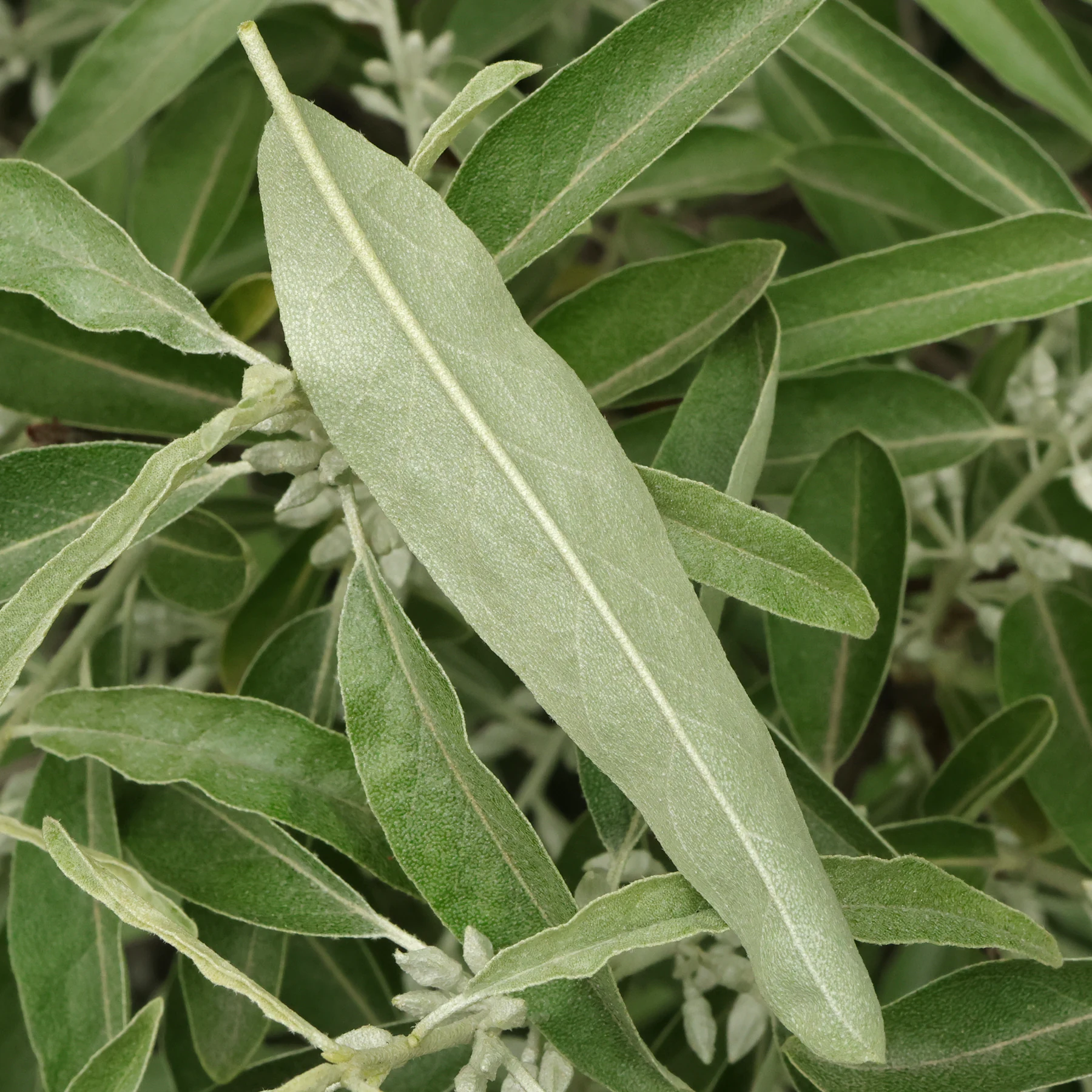 Schmalblättrige Ölweide Blatt Unterseite