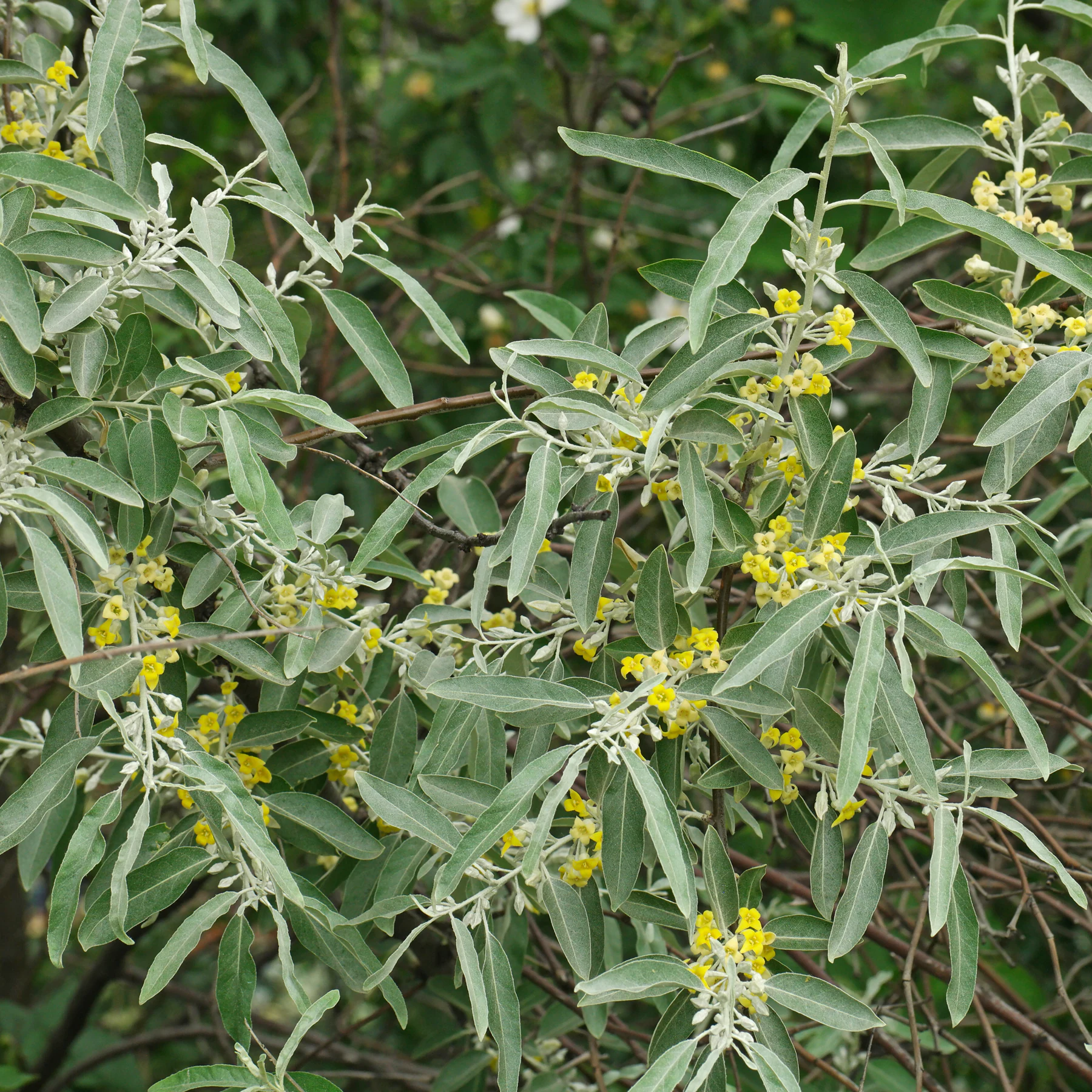 Schmalblättrige Ölweide Elaeagnus angustifolia