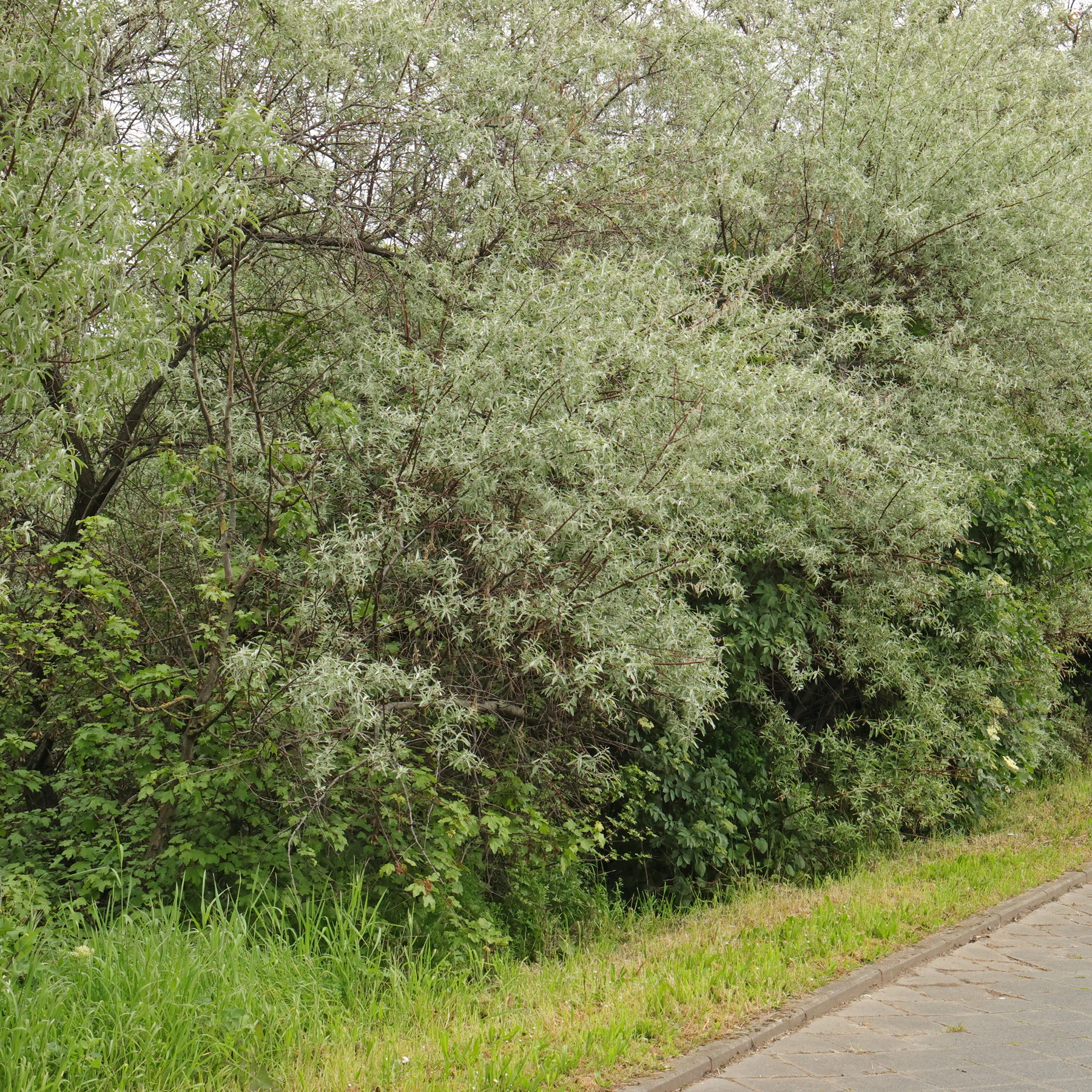 Schmalblättrige Ölweide am Wegrand