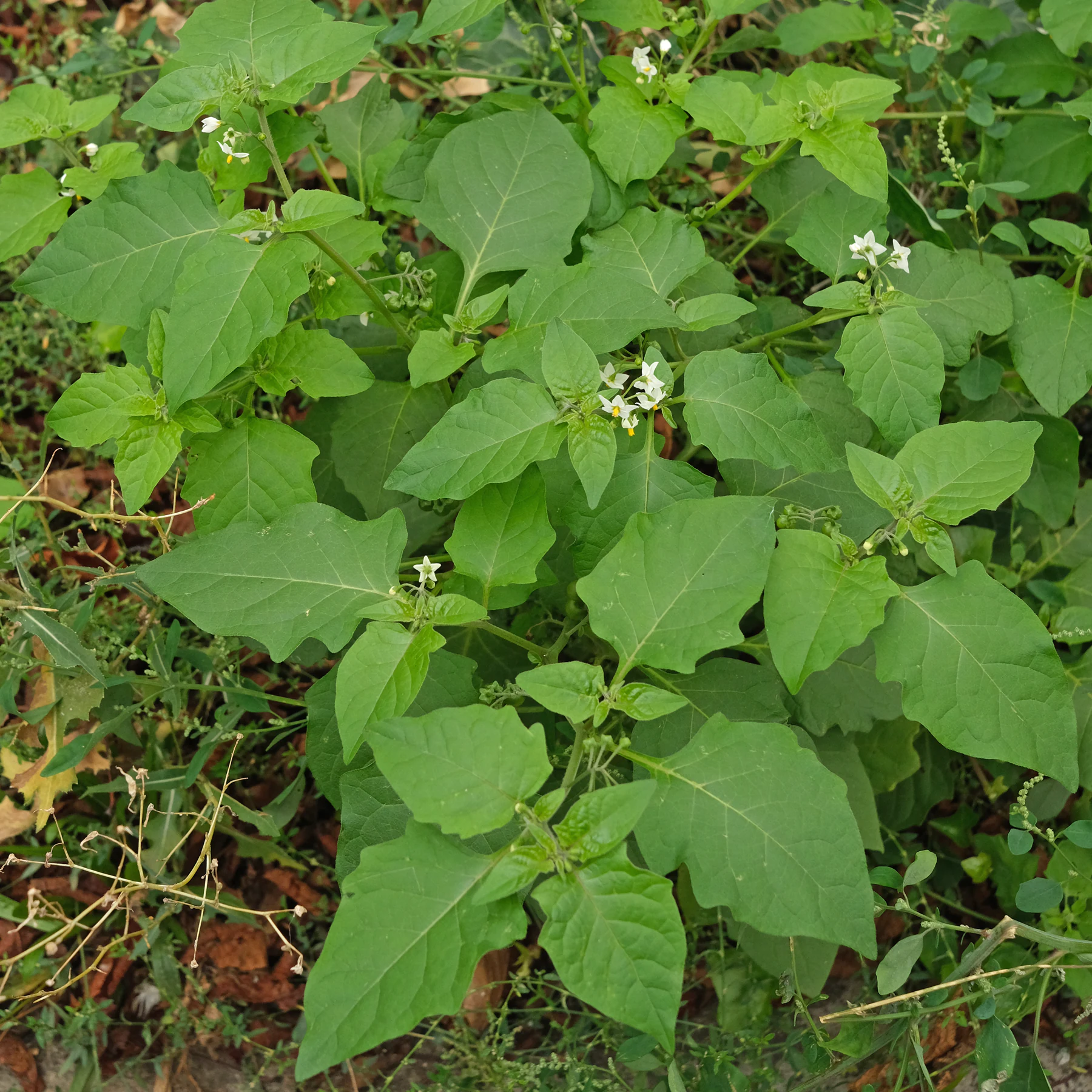 Solanum nigrum Blätter