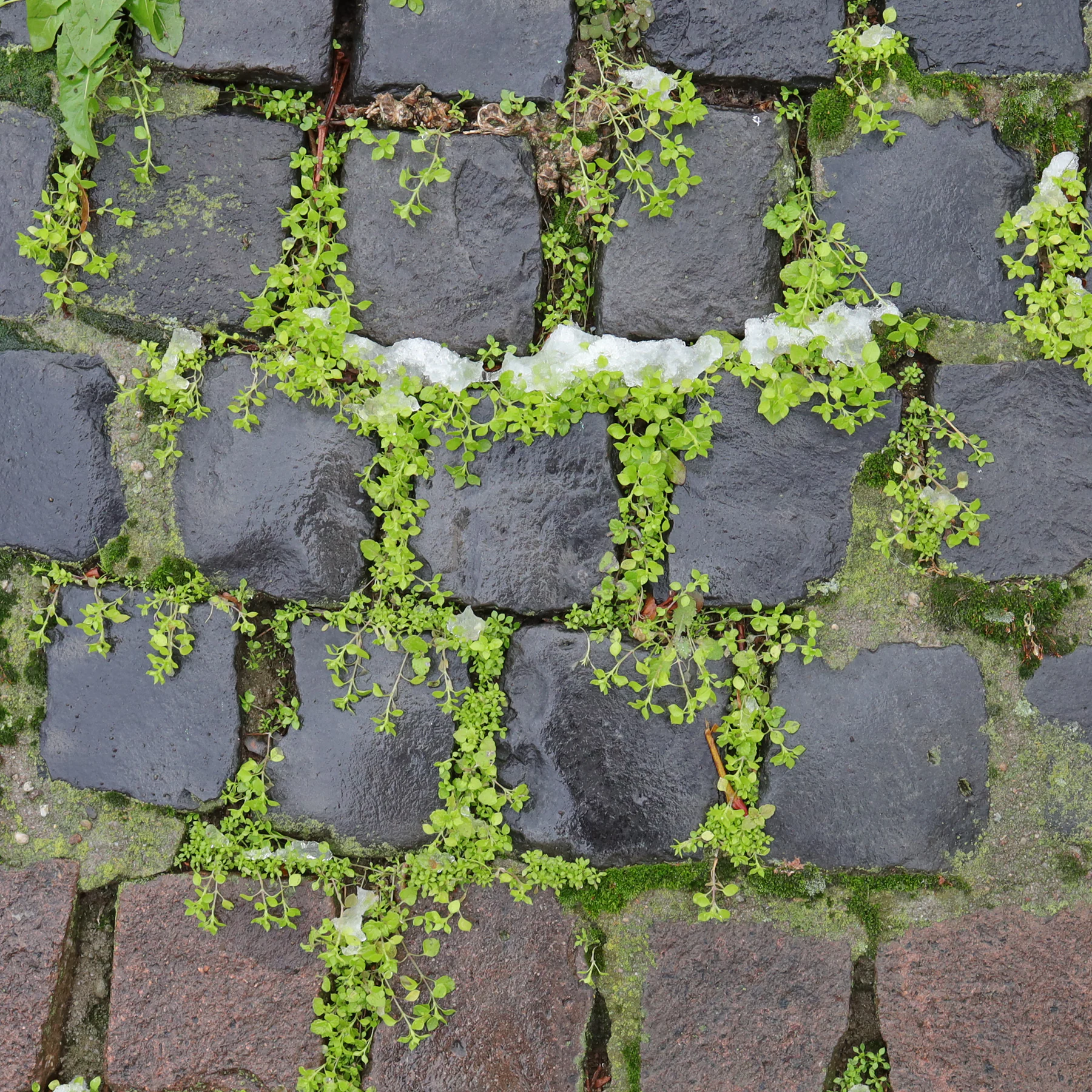Vogelmiere auf Mauer