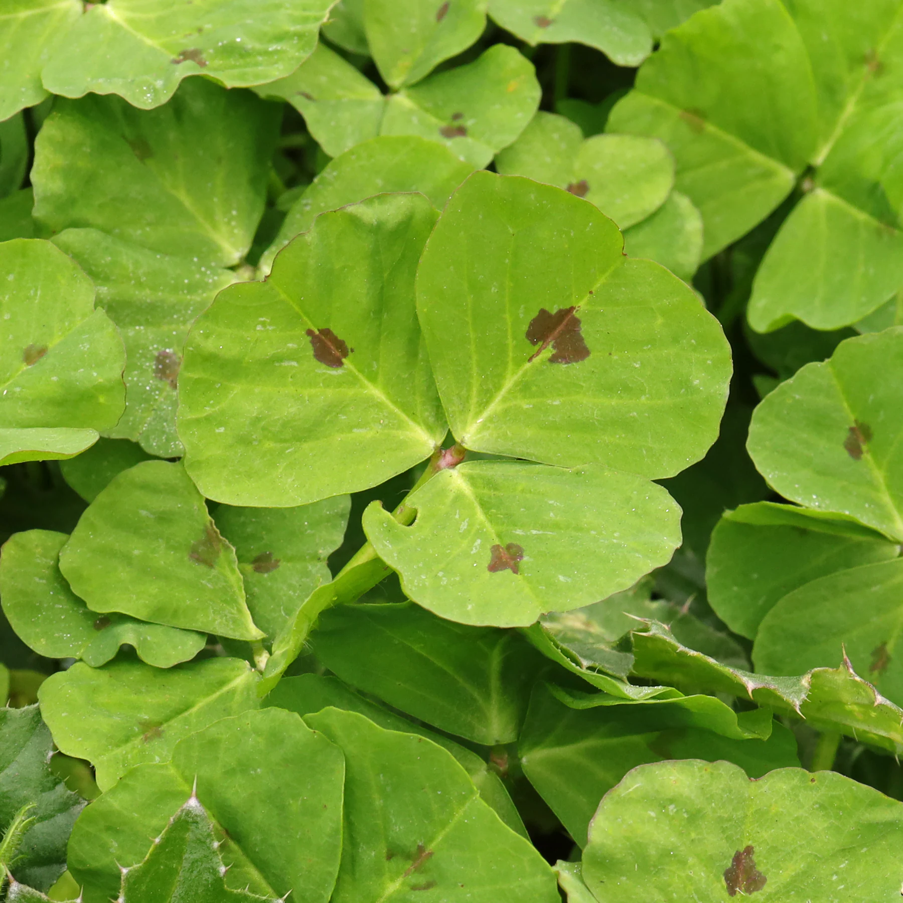 Arabischer Schneckenklee Blatt