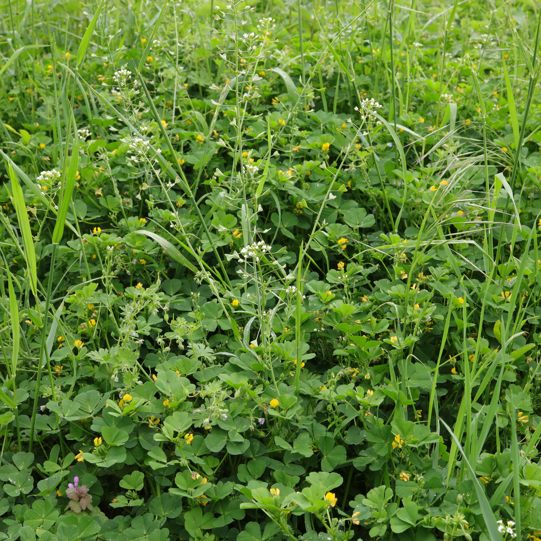 Arabischer Schneckenklee Habitus
