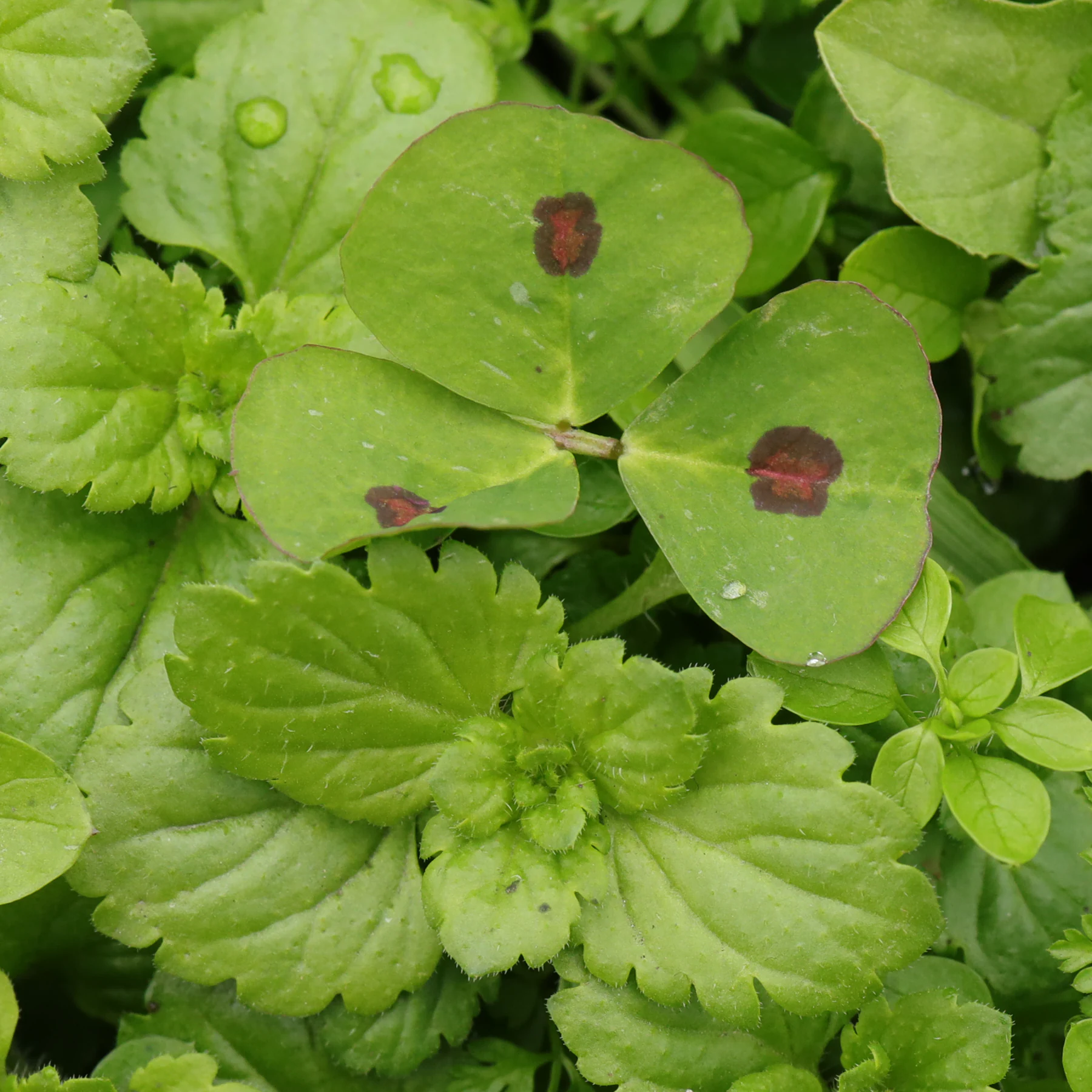 Arabischer Schneckenklee geflecktes Blatt
