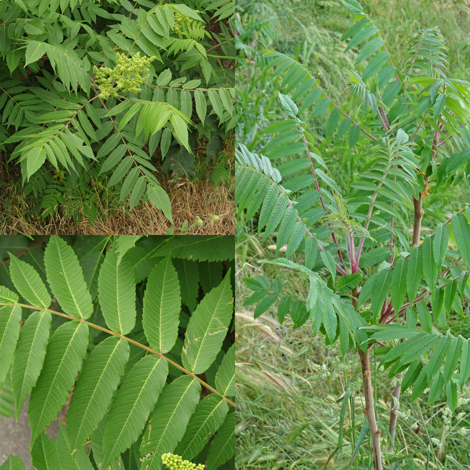Essigbaum Blätter