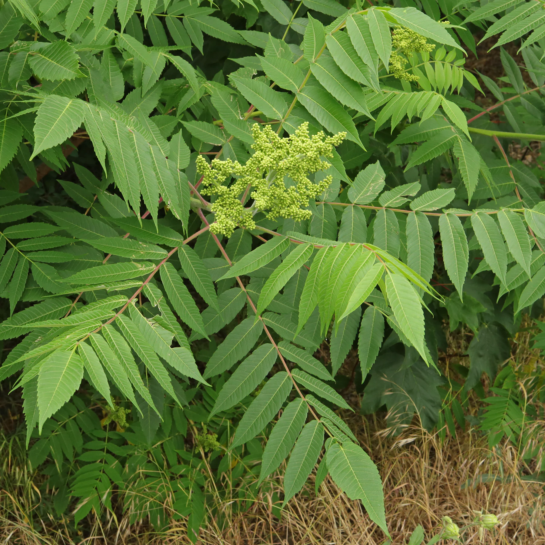 Essigbaum Fiederblätter und Blütenknospen