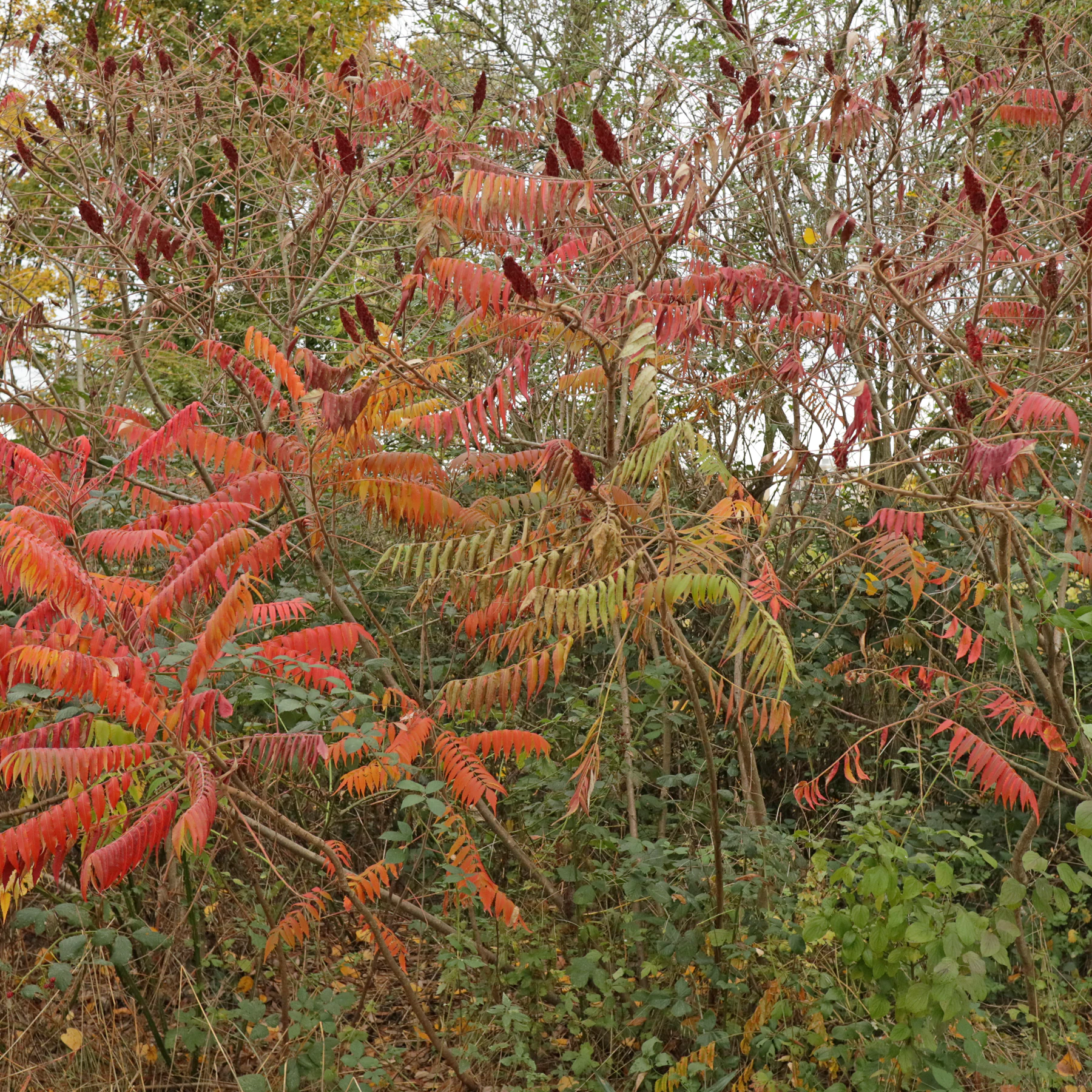 Essigbaum Habitus im Herbst