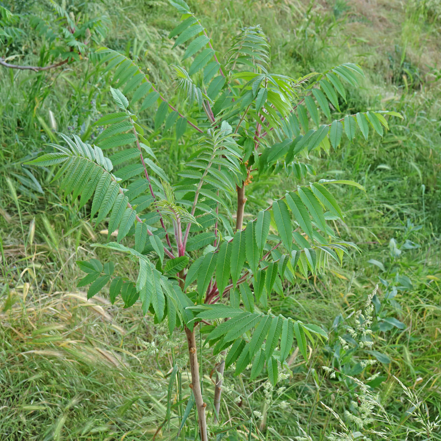 Essigbaum Habitus im Mai