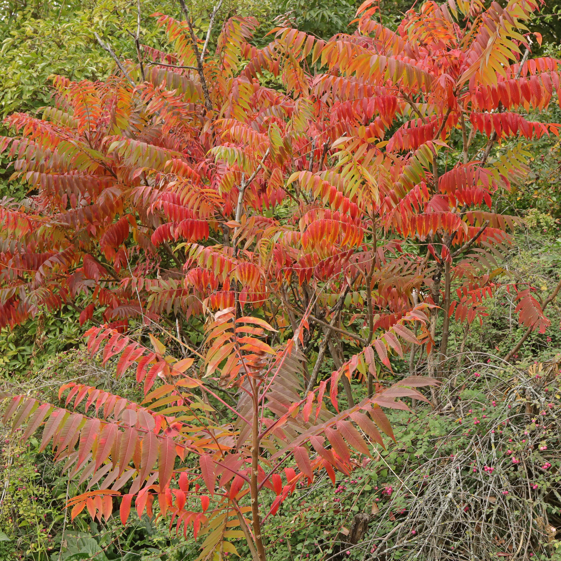 Essigbaum Herbstfärbung