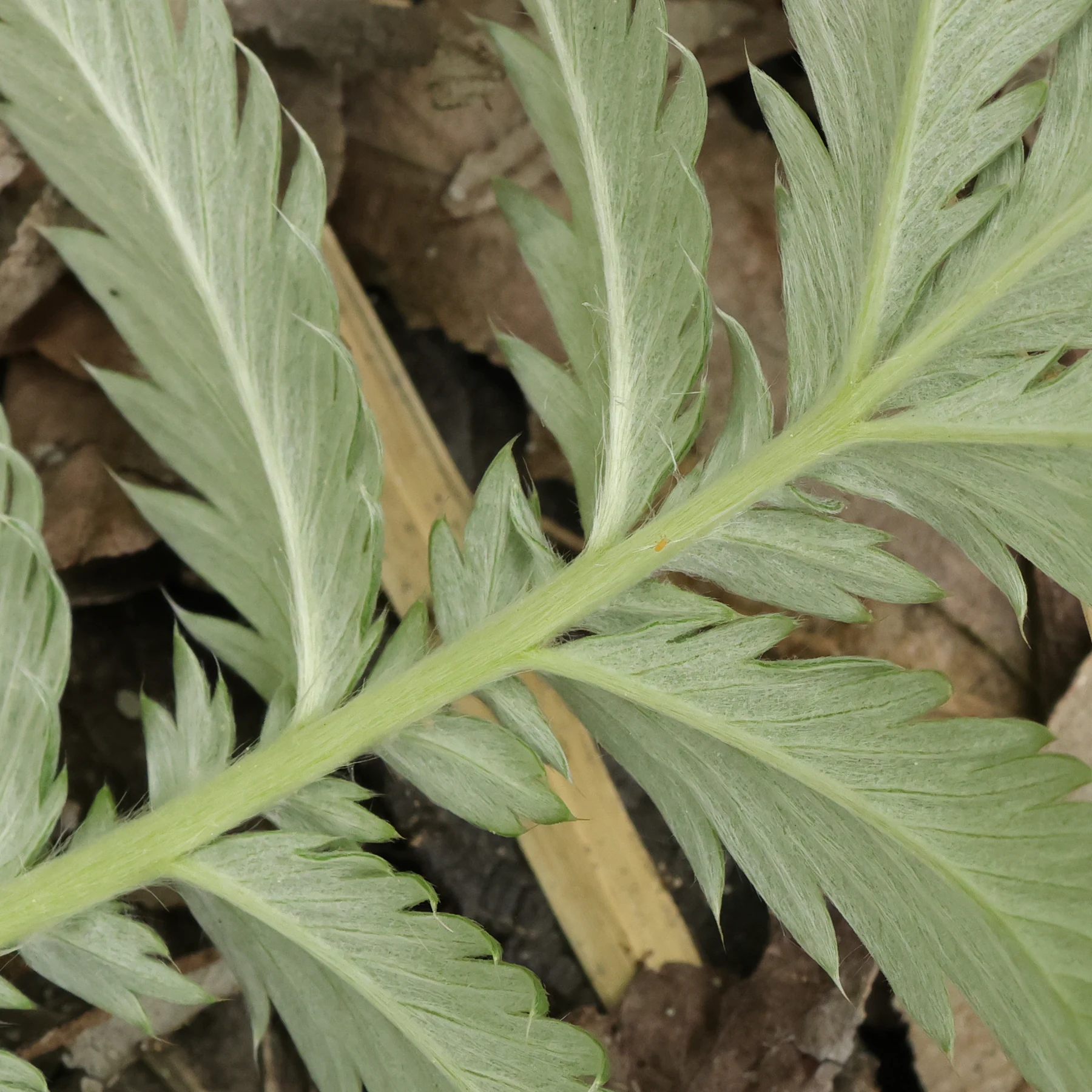 Gänsefingerkraut Blatt behaart
