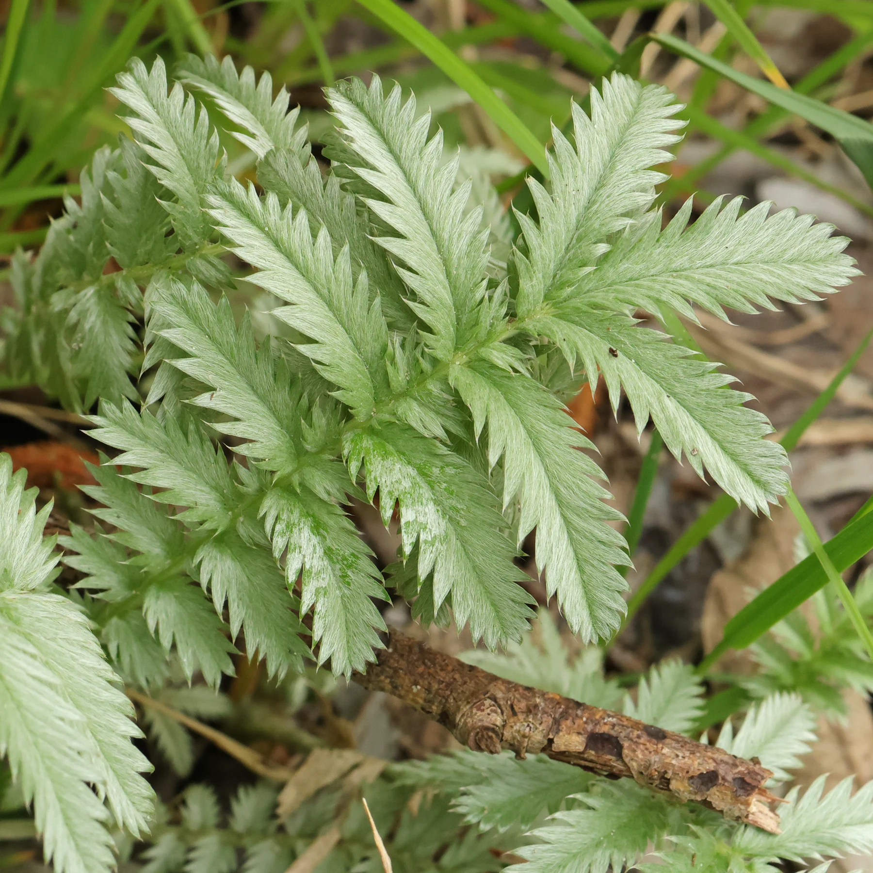 Gänsefingerkraut Blatt