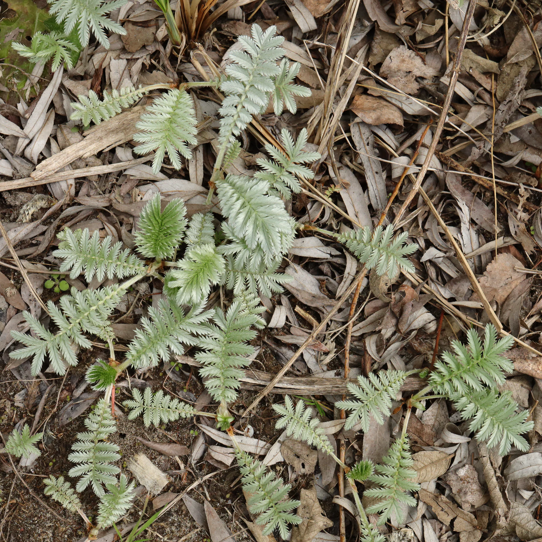 Gänsefingerkraut Habitus im April