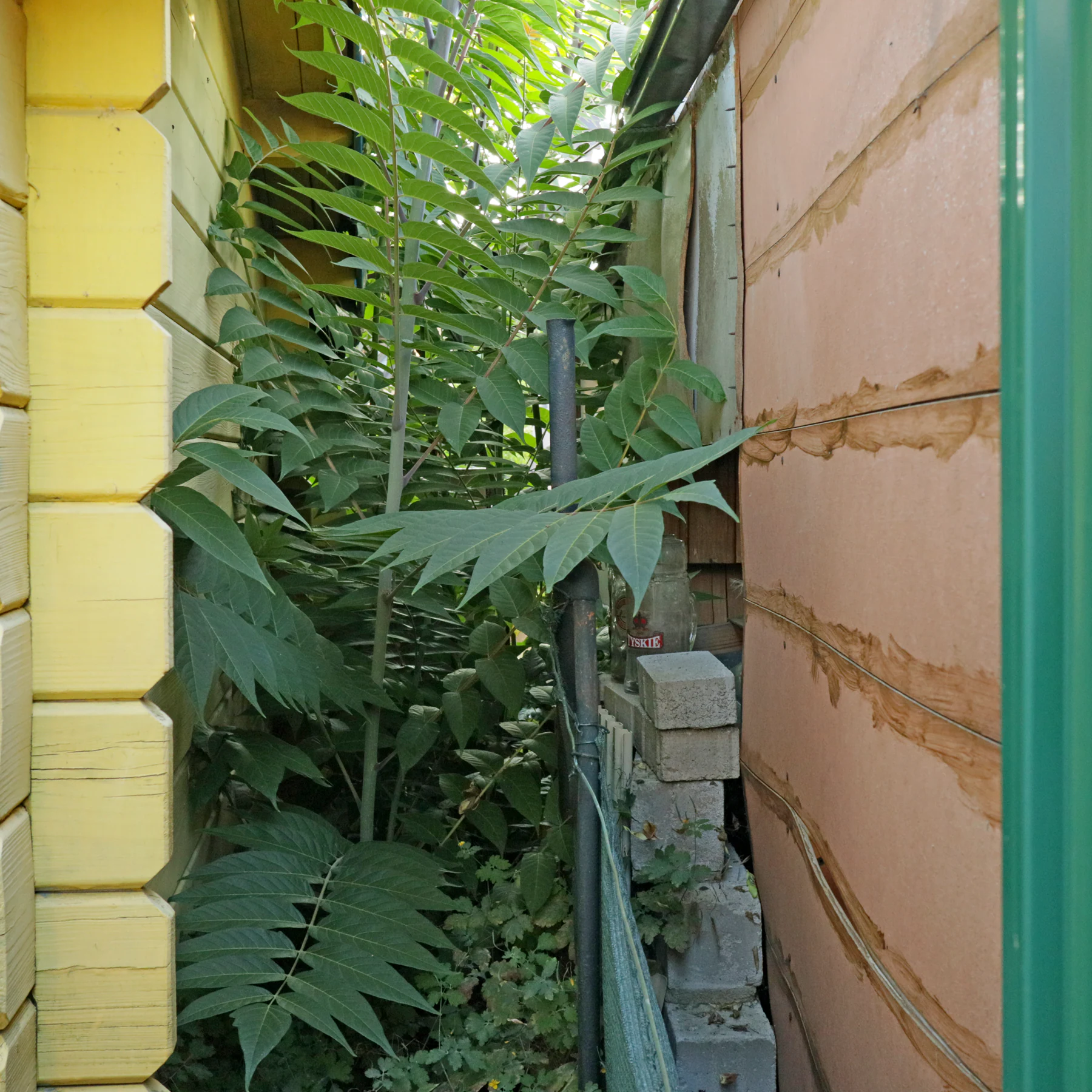 Götterbaum hinter Gartenhaus
