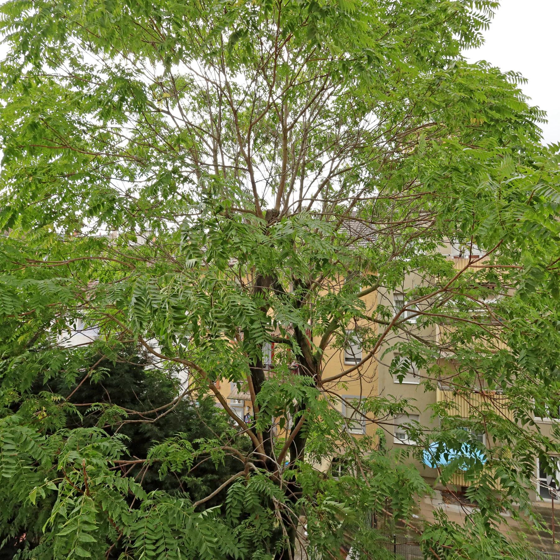 Götterbaum in Innenhof