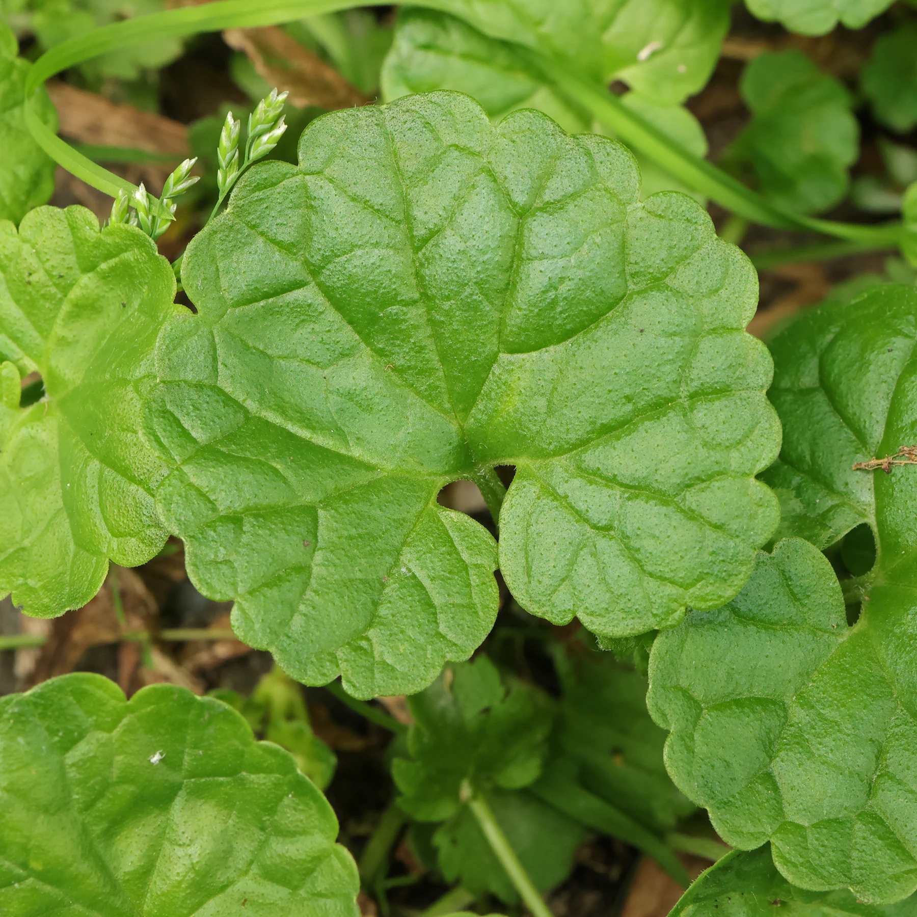 Gundermann Blatt nierenförmig