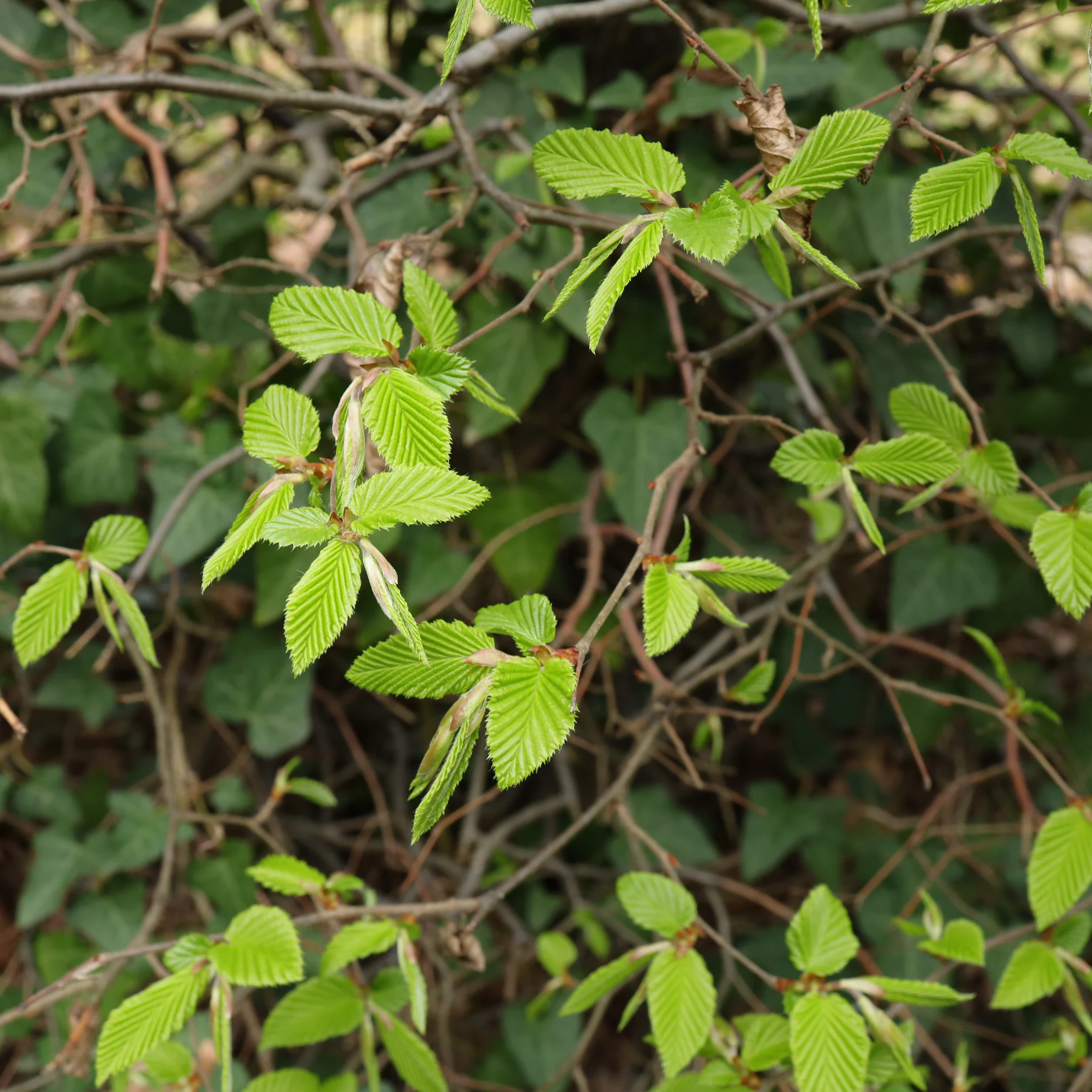 Hainbuche Blätter im April