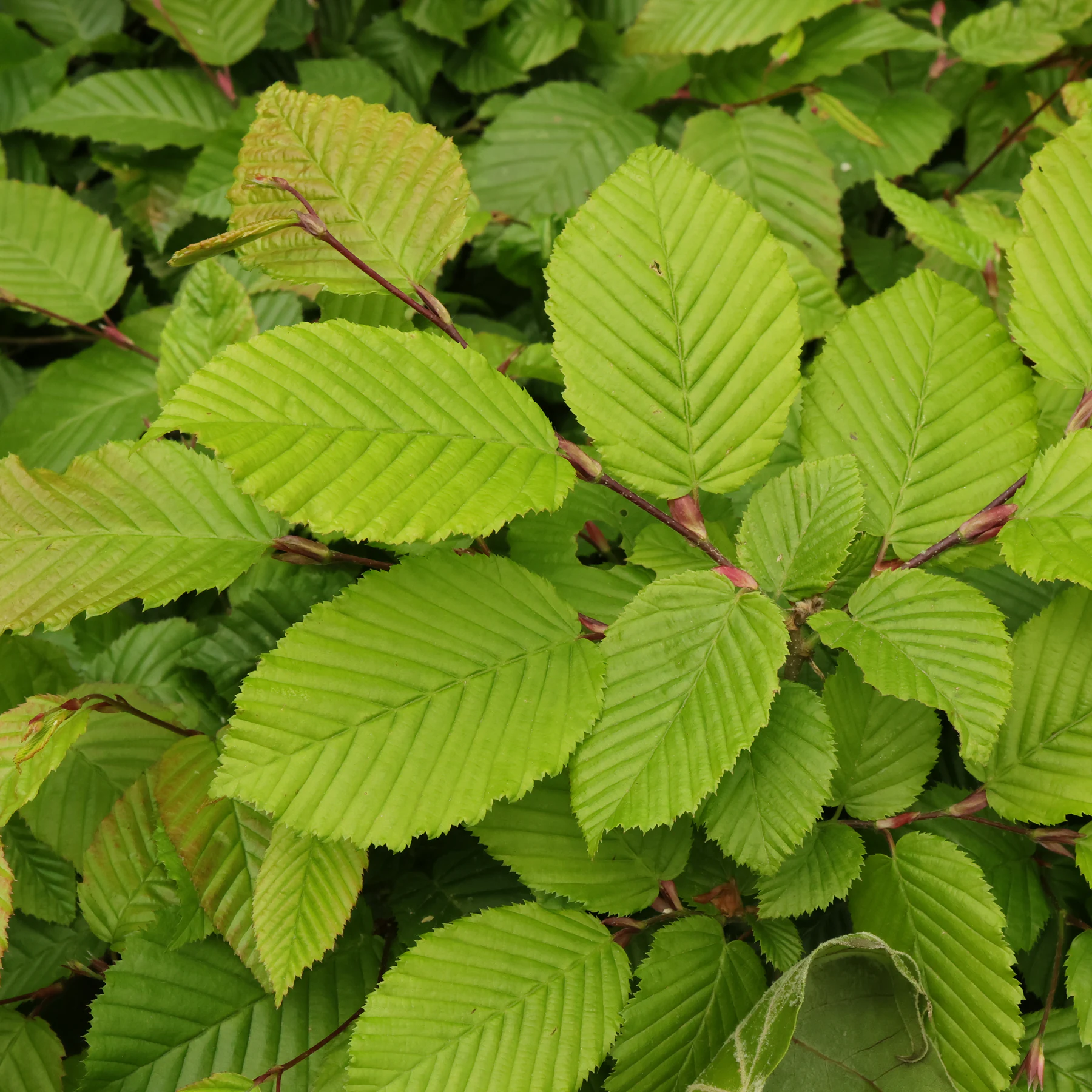 Hainbuche Blätter
