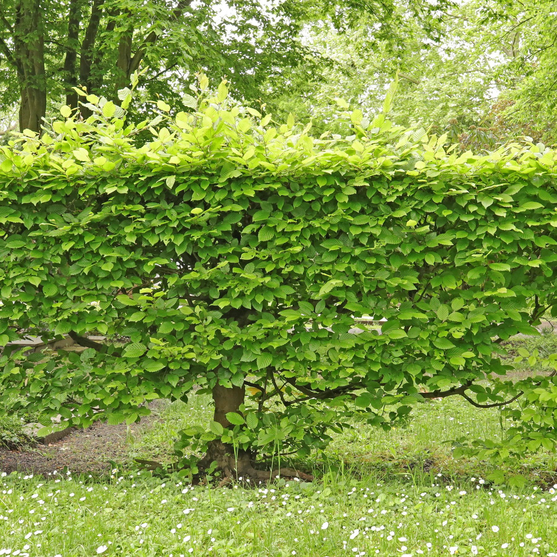 Hainbuche Hecke