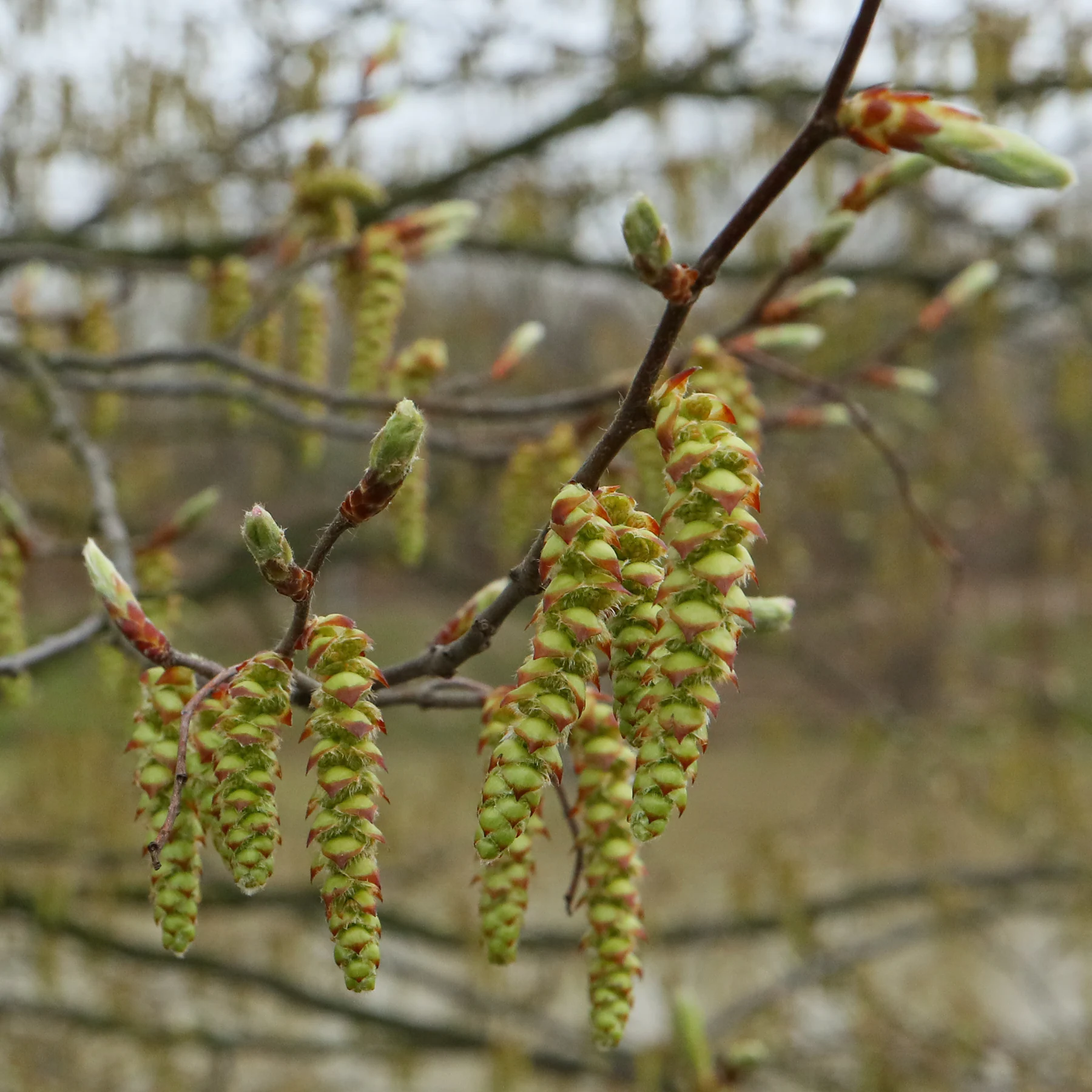 Hainbuche Knospen und Blütenstände