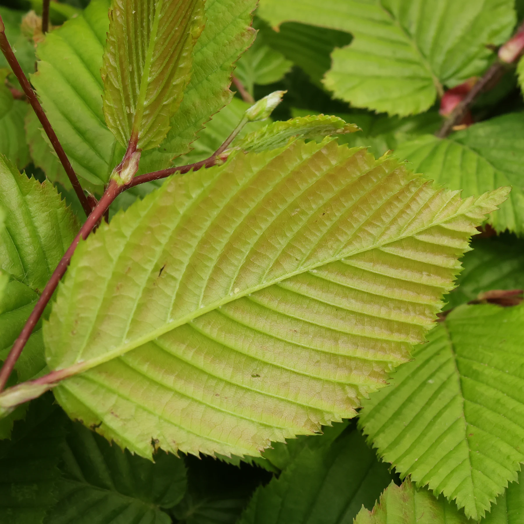 Hainbuche Unterseite Blatt