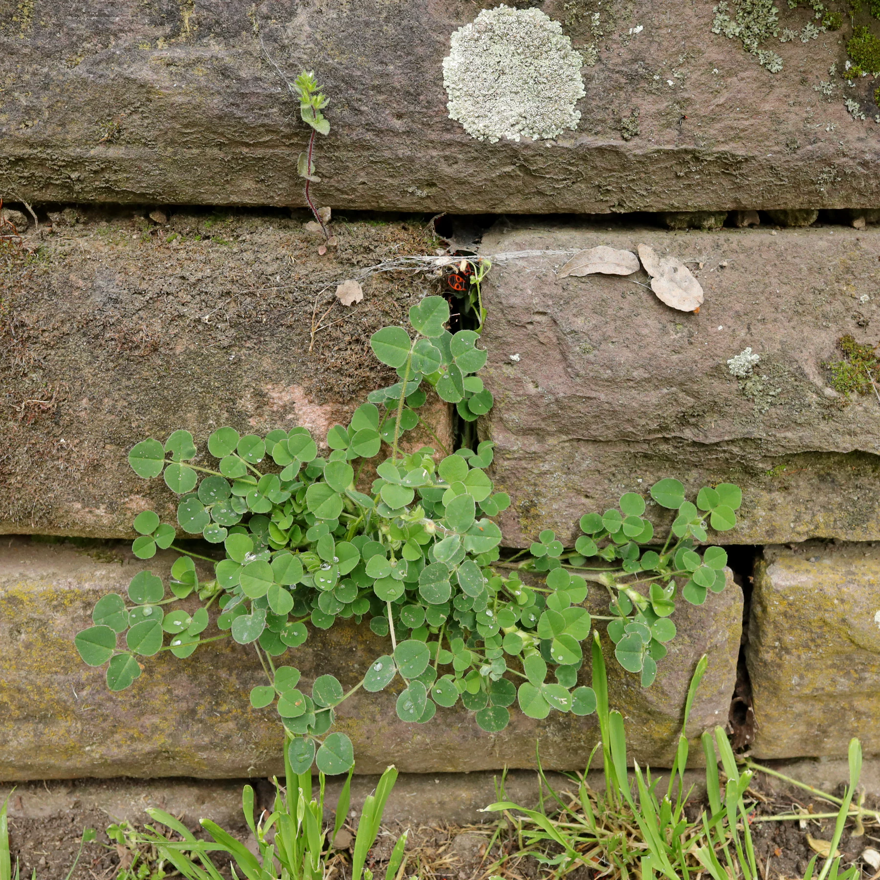 Hopfenklee auf Mauer