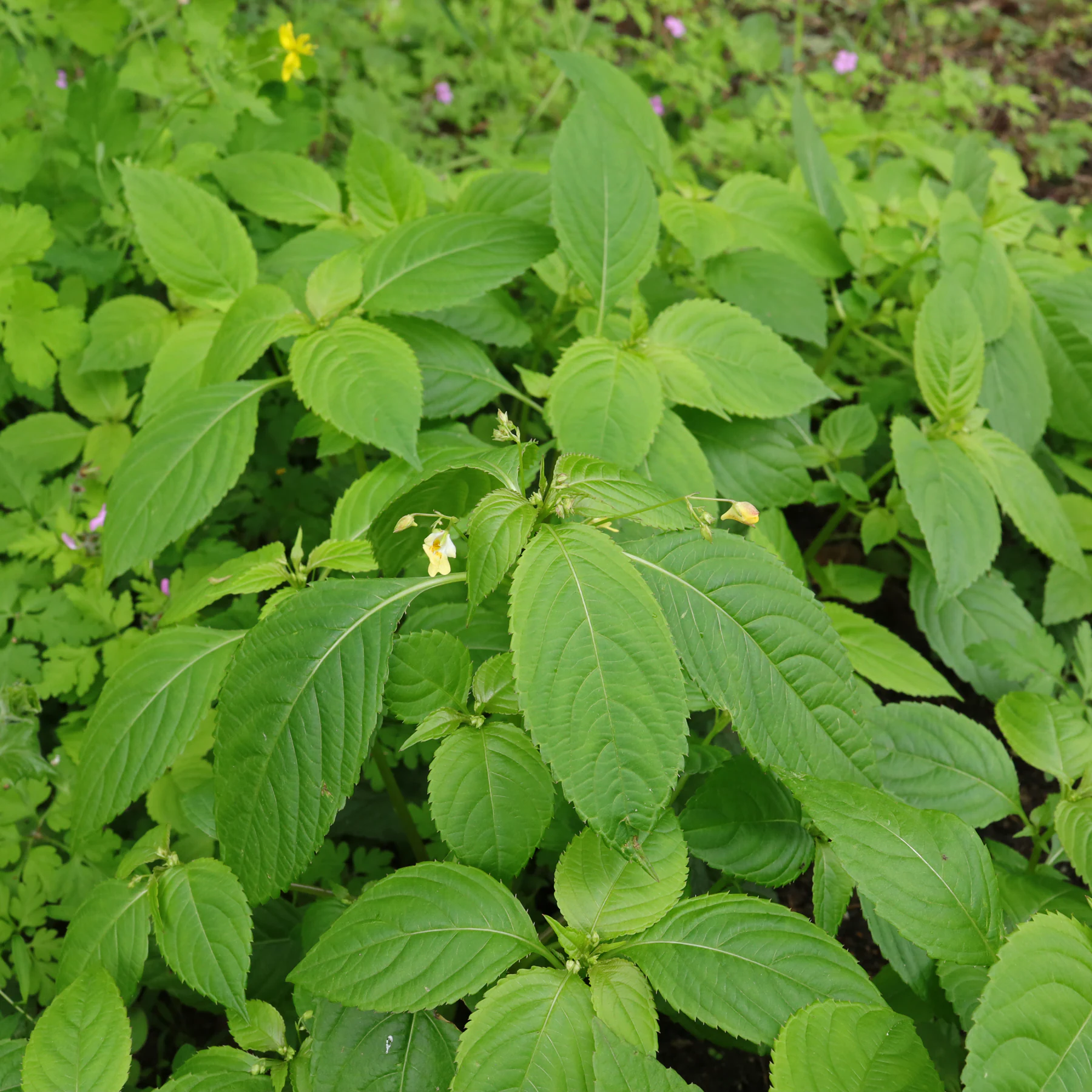 Impatiens parviflora Kleines Springkraut
