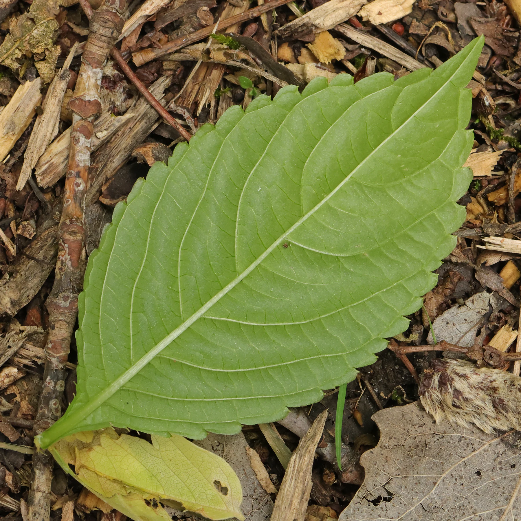 Kleines Springkraut Blatt Unterseite