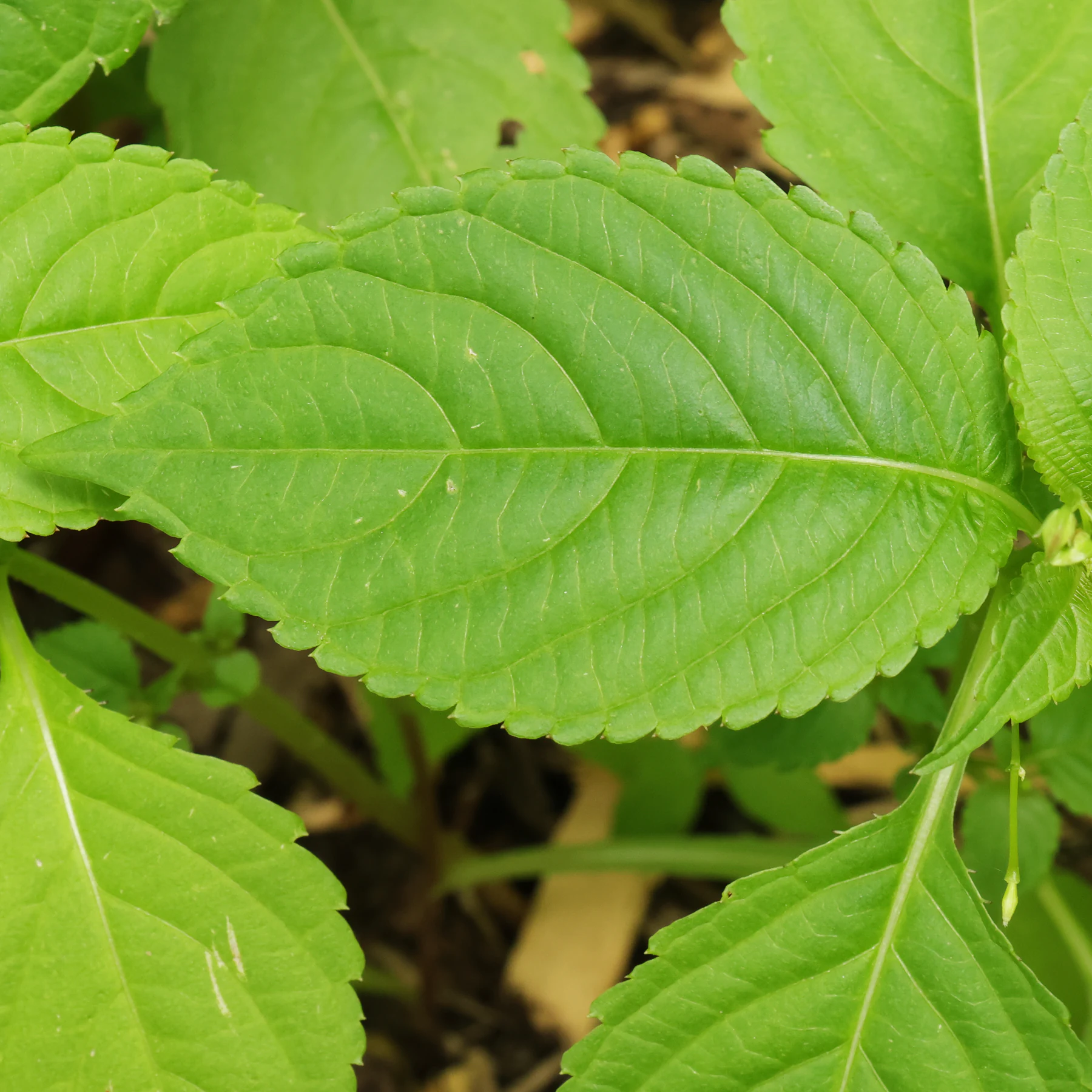Kleines Springkraut Blatt