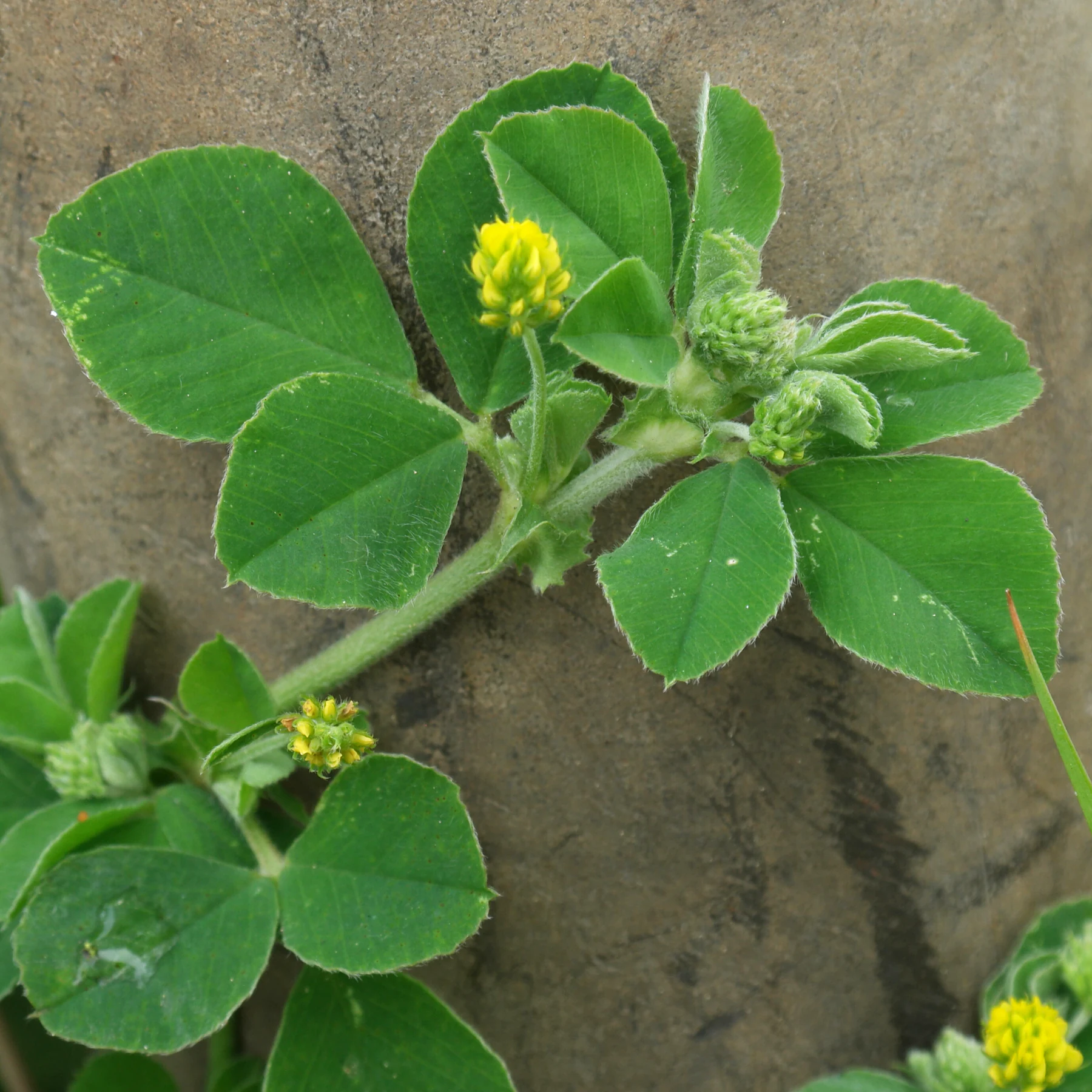 Medicago lupulina Blätter