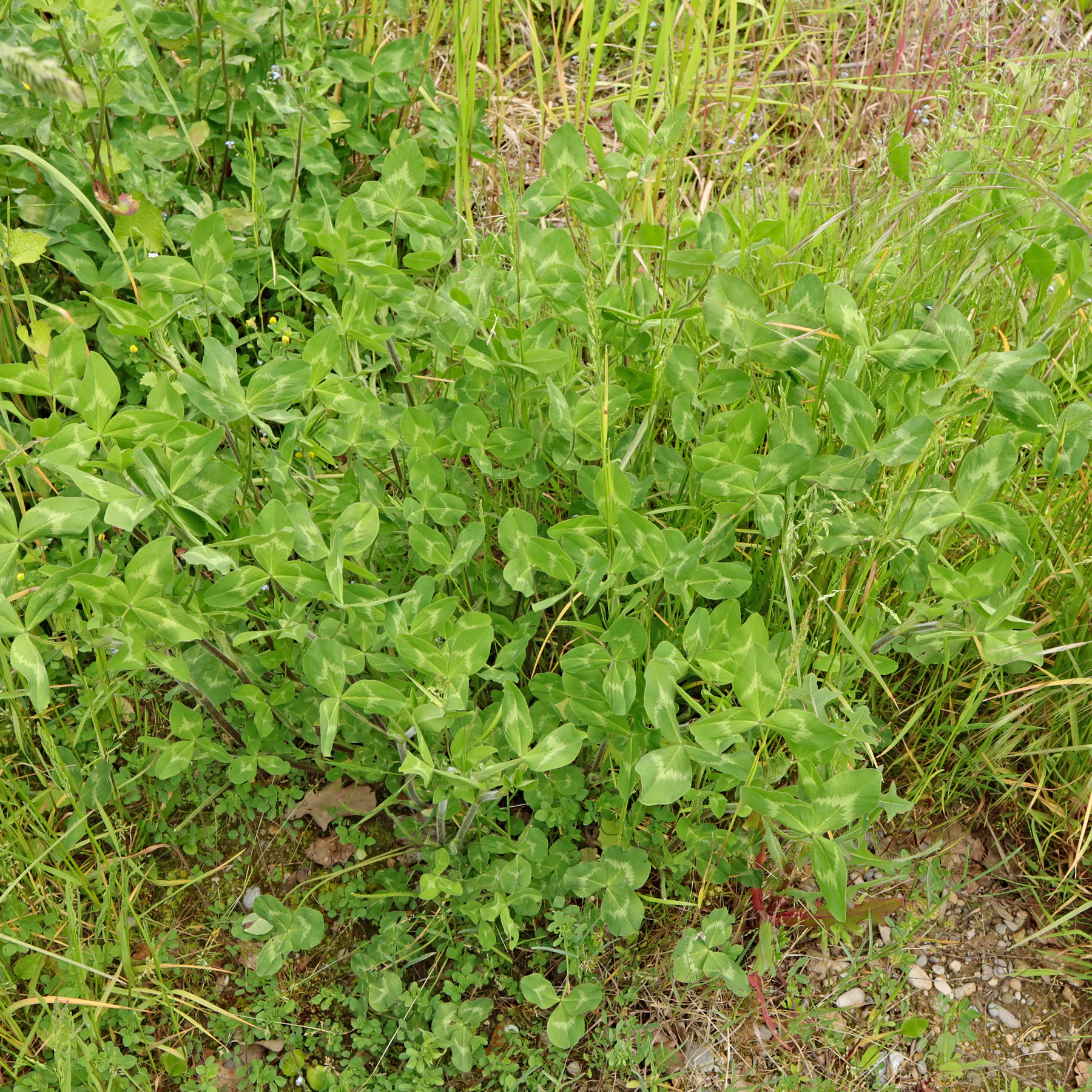 Rot Klee Habitus Anfang Mai