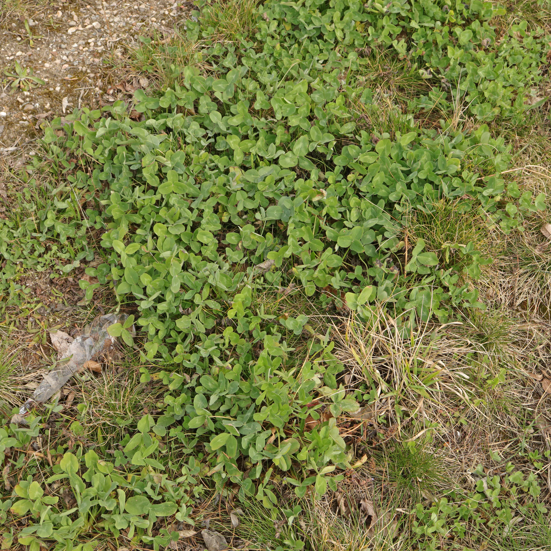 Rot Klee in Rasen
