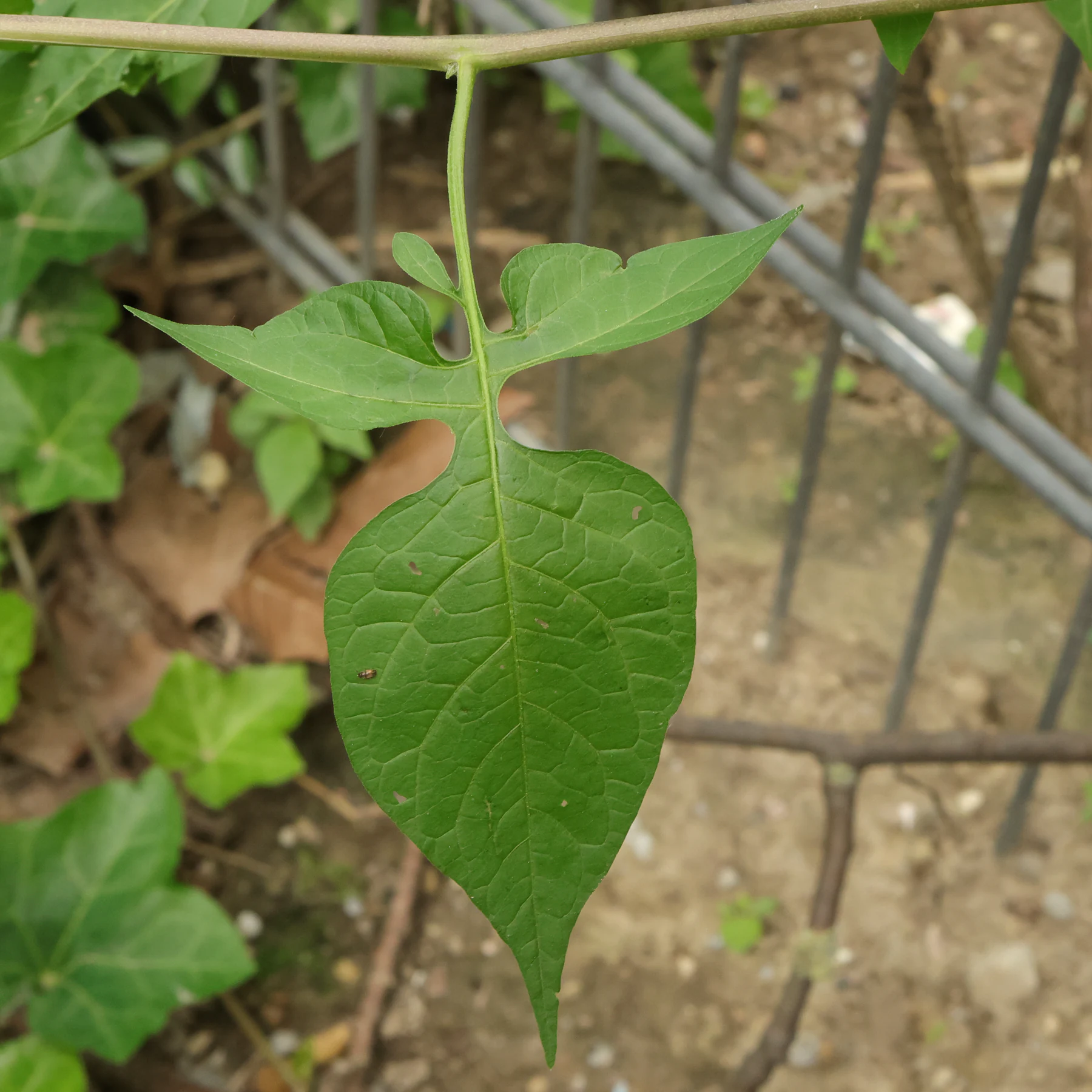 Solanum dulcamara Blatt gefiedert