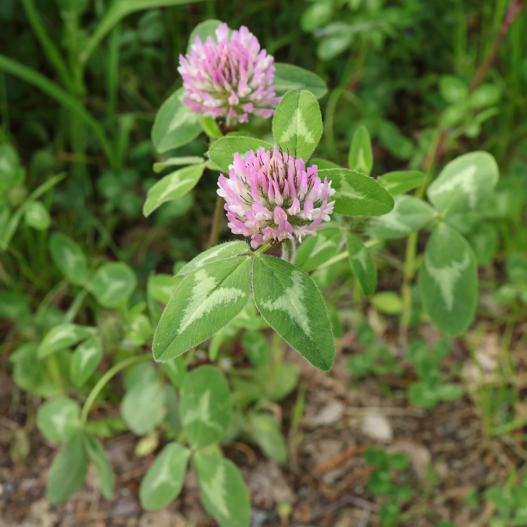 Trifolium pratense Rot Klee Wiesen Klee