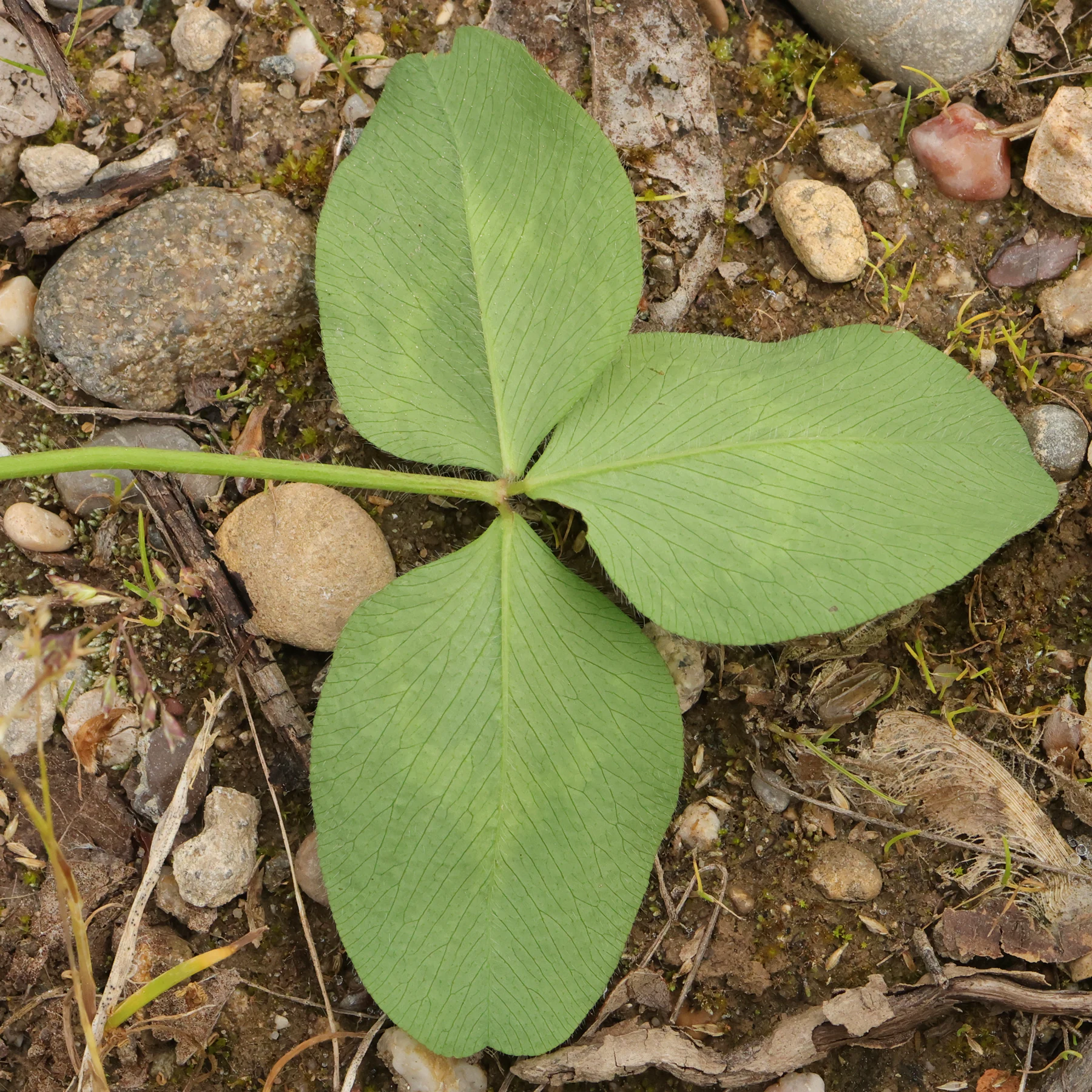 Wiesen Klee Blatt Unterseite