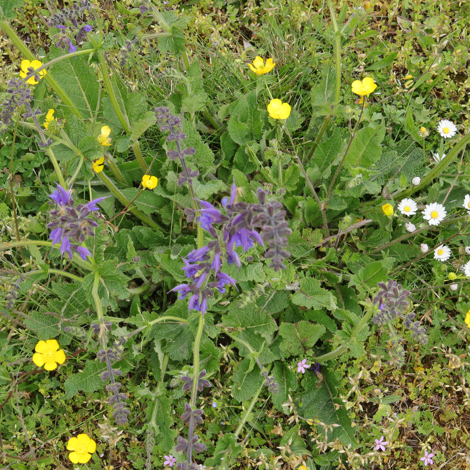 Wiesen Salbei in Wiese