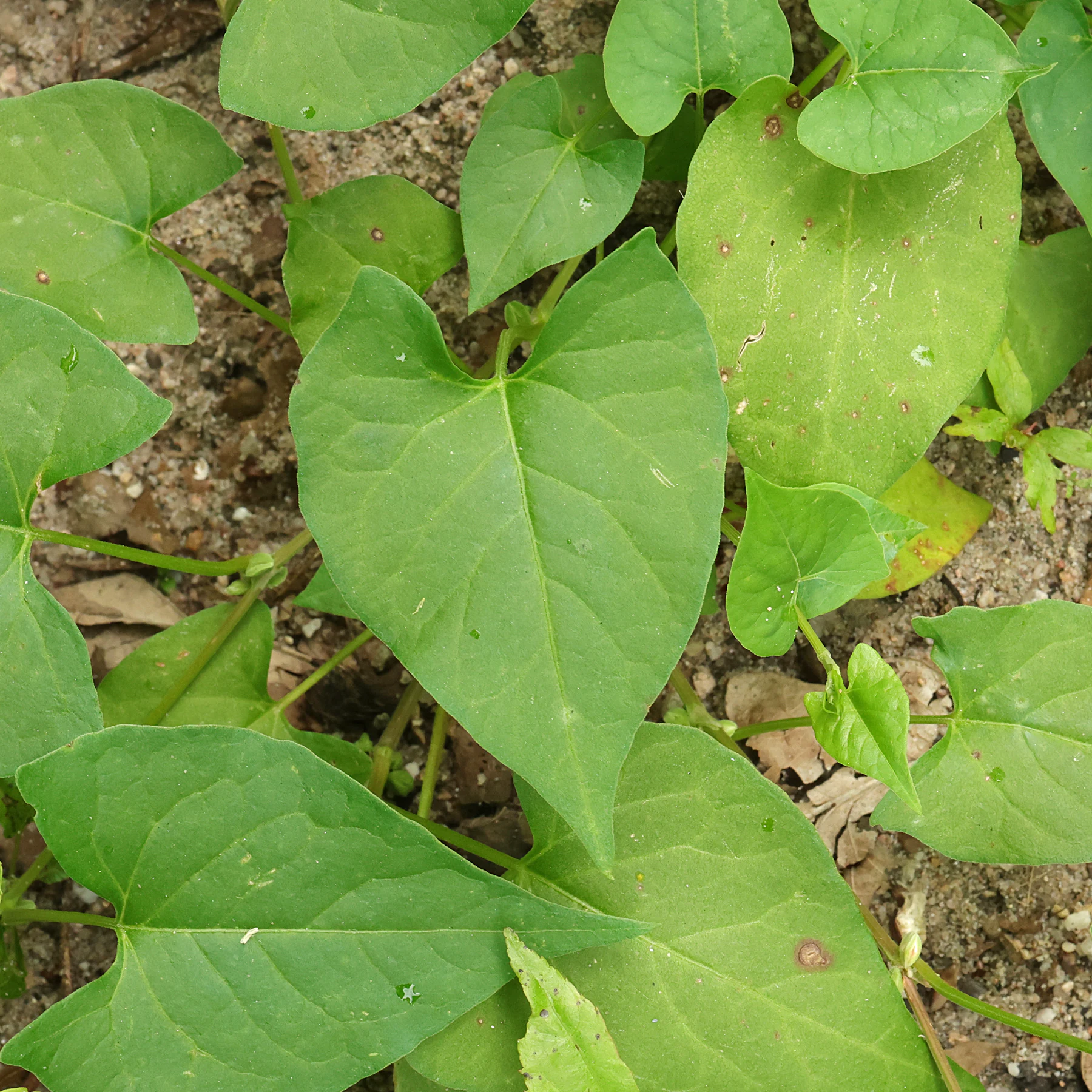 Windenknöterich Blatt
