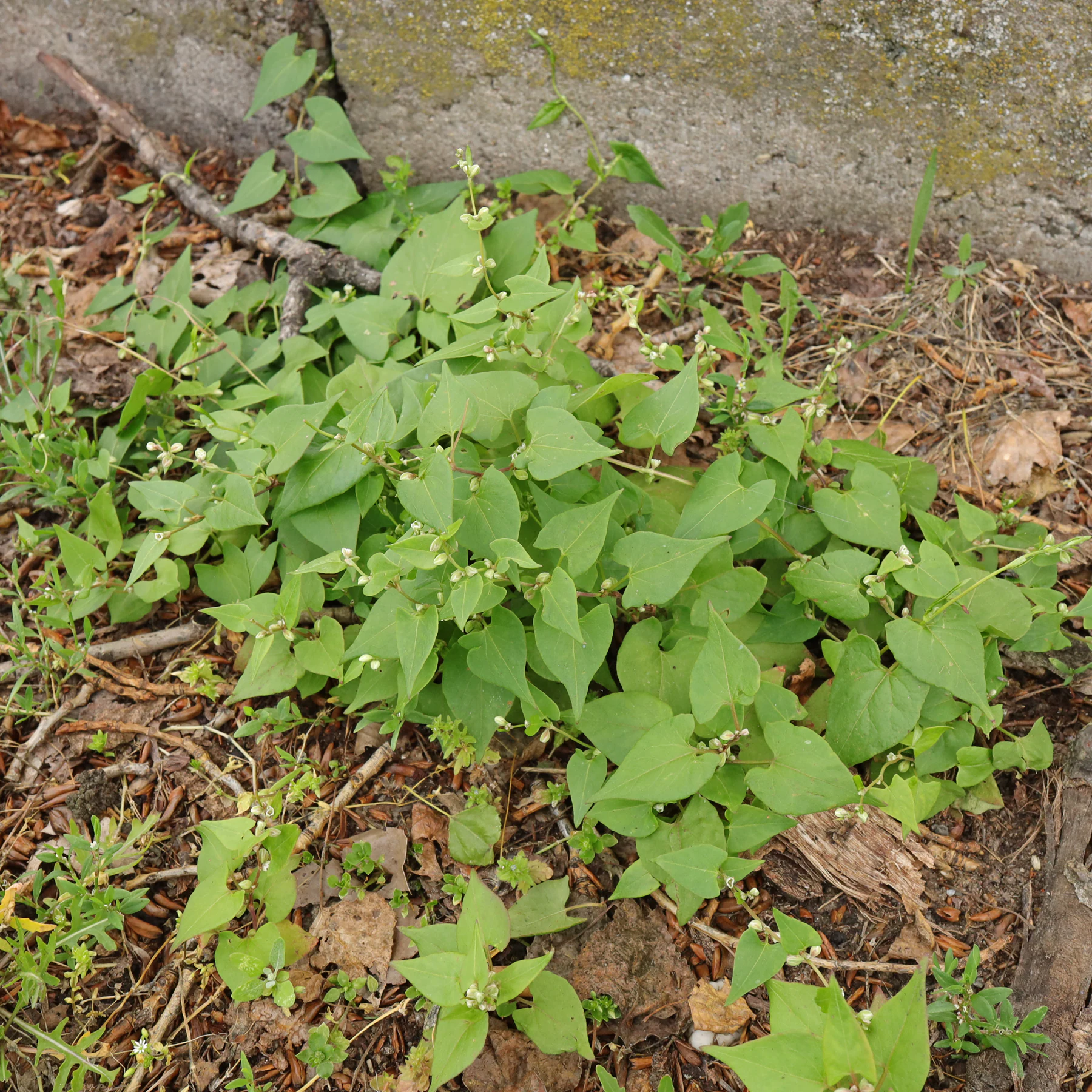 Windenknöterich Habitus