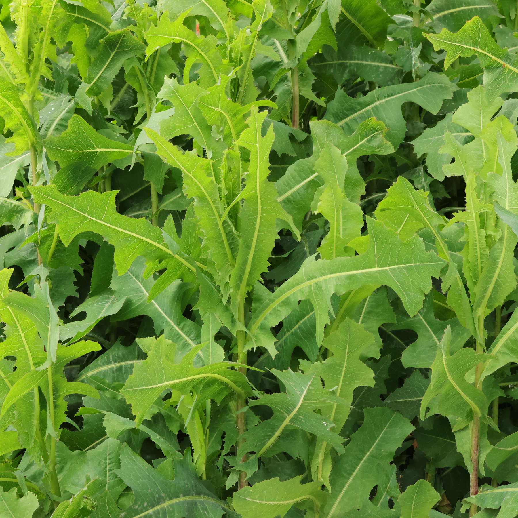 Blätter Stachel Lattich Lactuca serriola