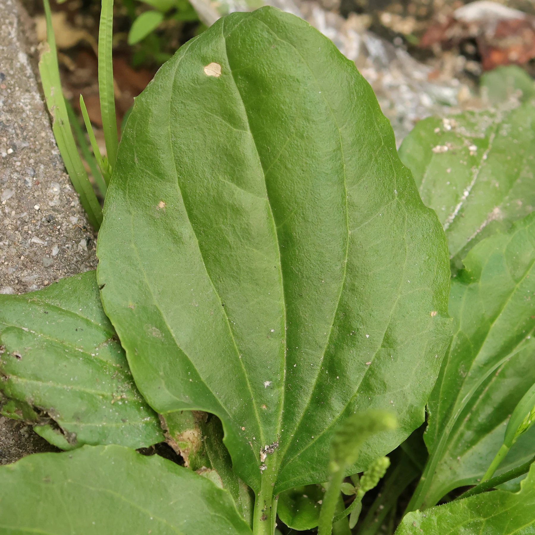Breitwegerich Blatt