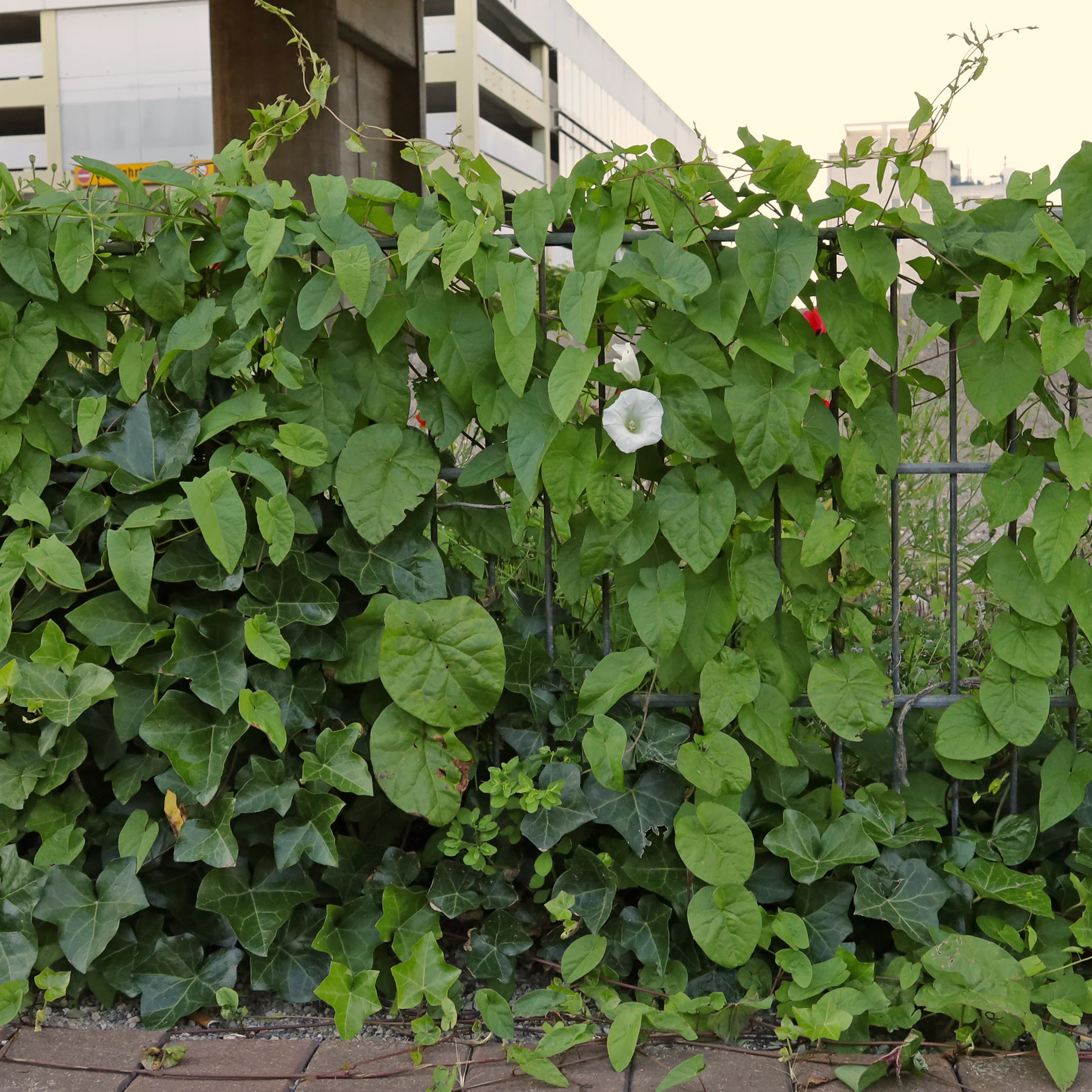 Calystegia sepium Echte Zaunwinde