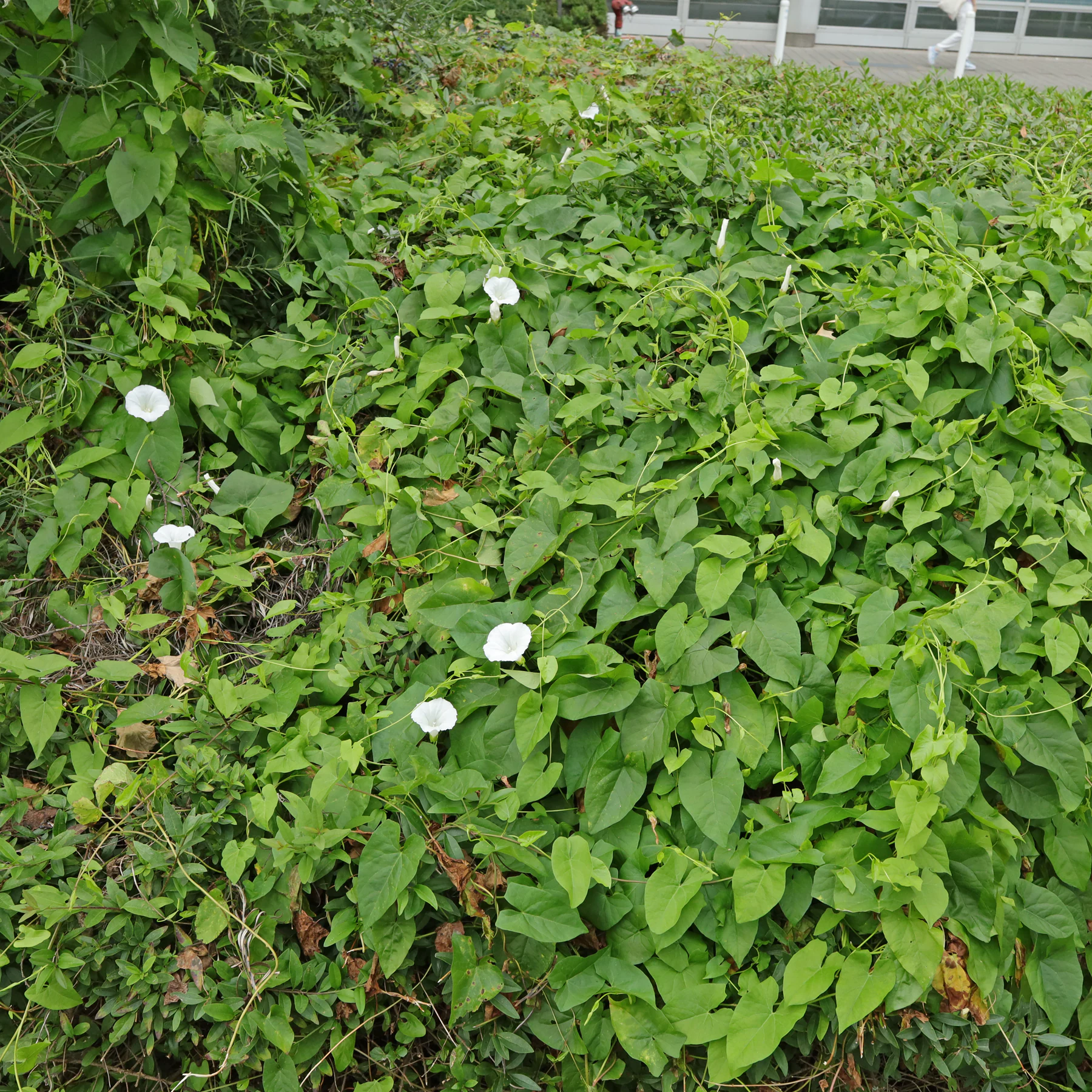 Habitus Zaunwinde blühend im Juni