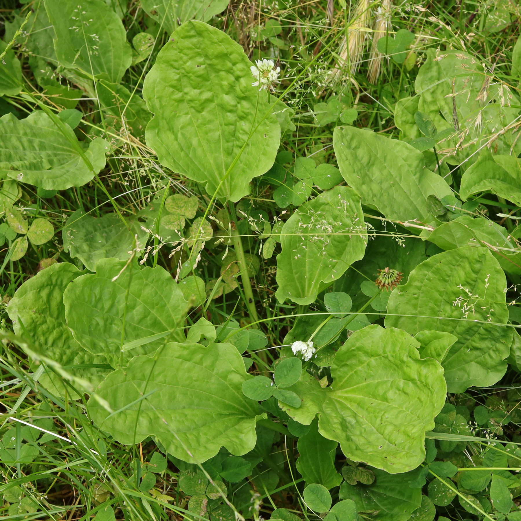 Plantago major subsp. major