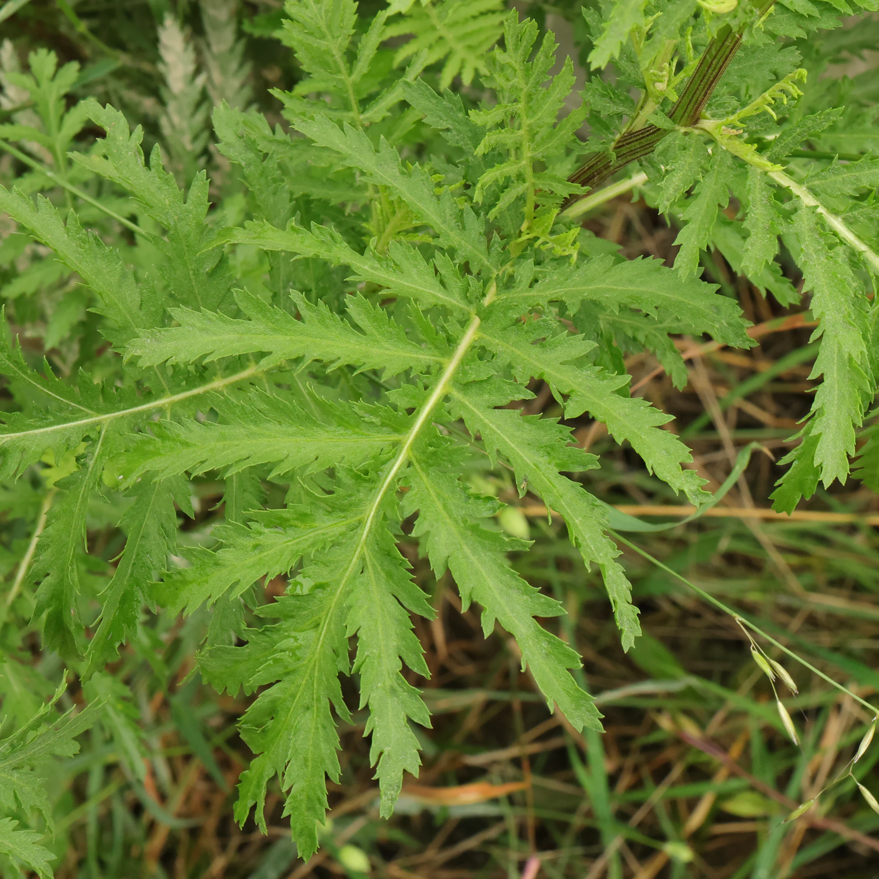 Rainfarn Blatt gefiedert