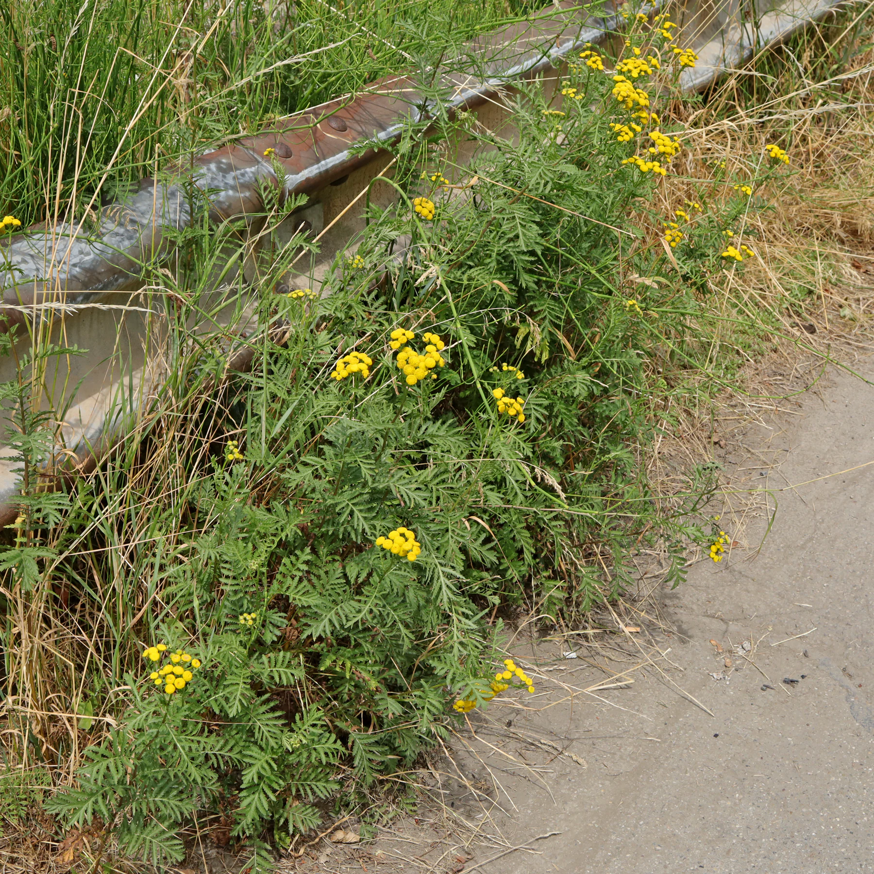 Rainfarn am Straßenrand